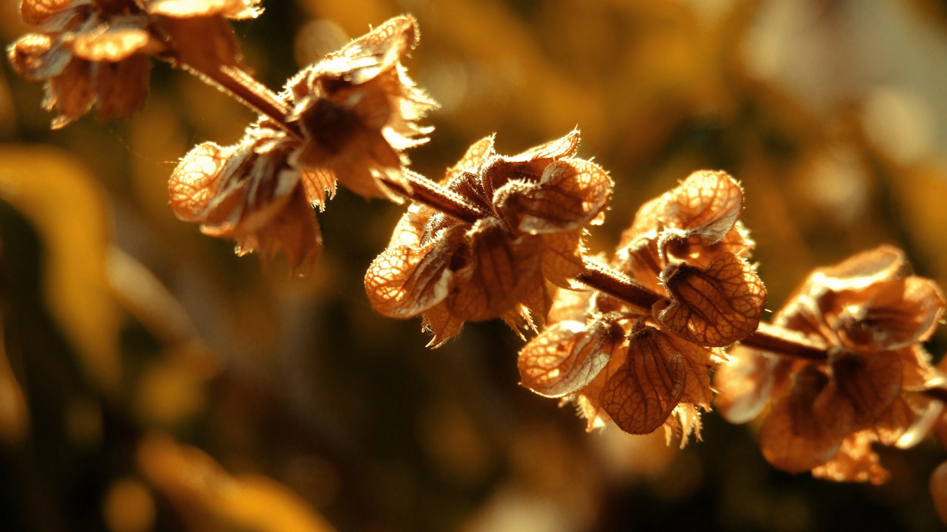 Fleur Brune et Blanche Dans L'objectif à Basculement. Wallpaper in 1366x768 Resolution