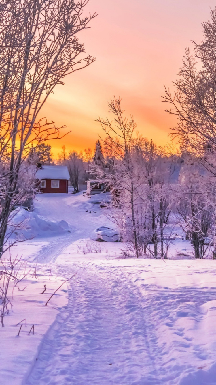 Schneebedeckte Straße Zwischen Kahlen Bäumen Bei Sonnenuntergang. Wallpaper in 750x1334 Resolution