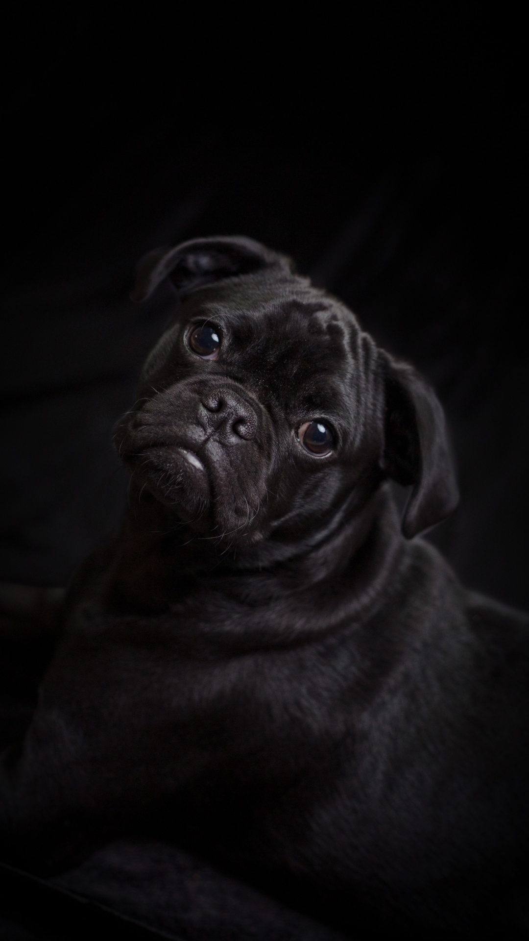 Pug Negro Acostado Sobre Textil Blanco. Wallpaper in 1080x1920 Resolution