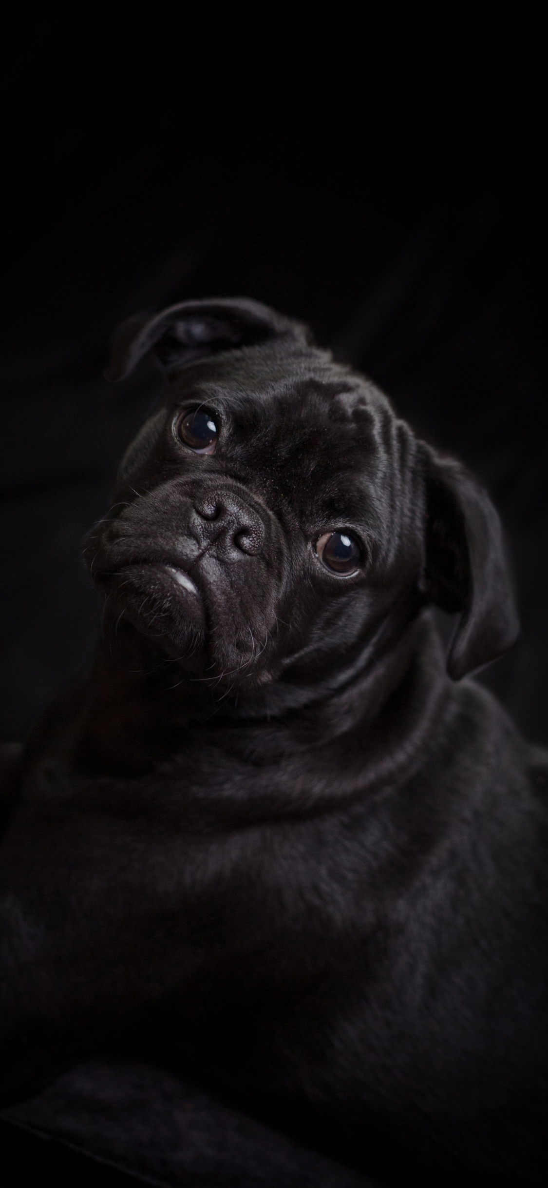 Pug Negro Acostado Sobre Textil Blanco. Wallpaper in 1125x2436 Resolution