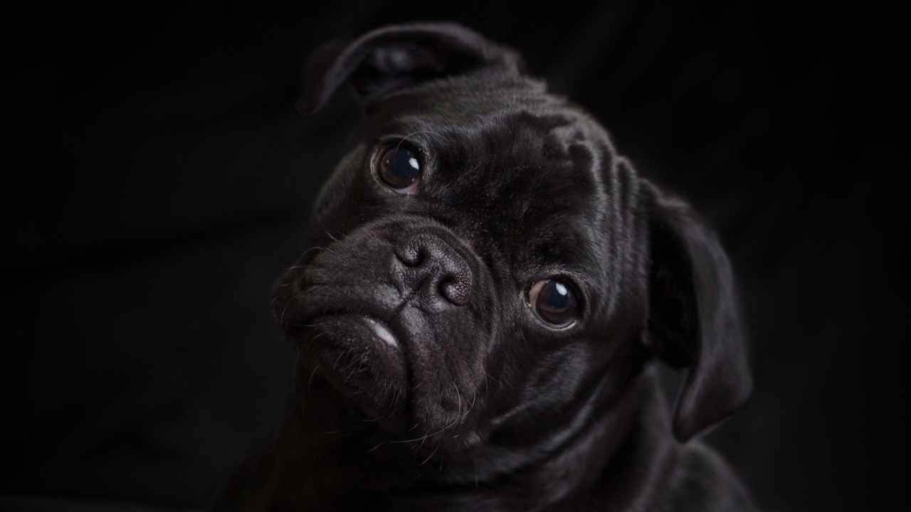 Pug Negro Acostado Sobre Textil Blanco. Wallpaper in 1280x720 Resolution