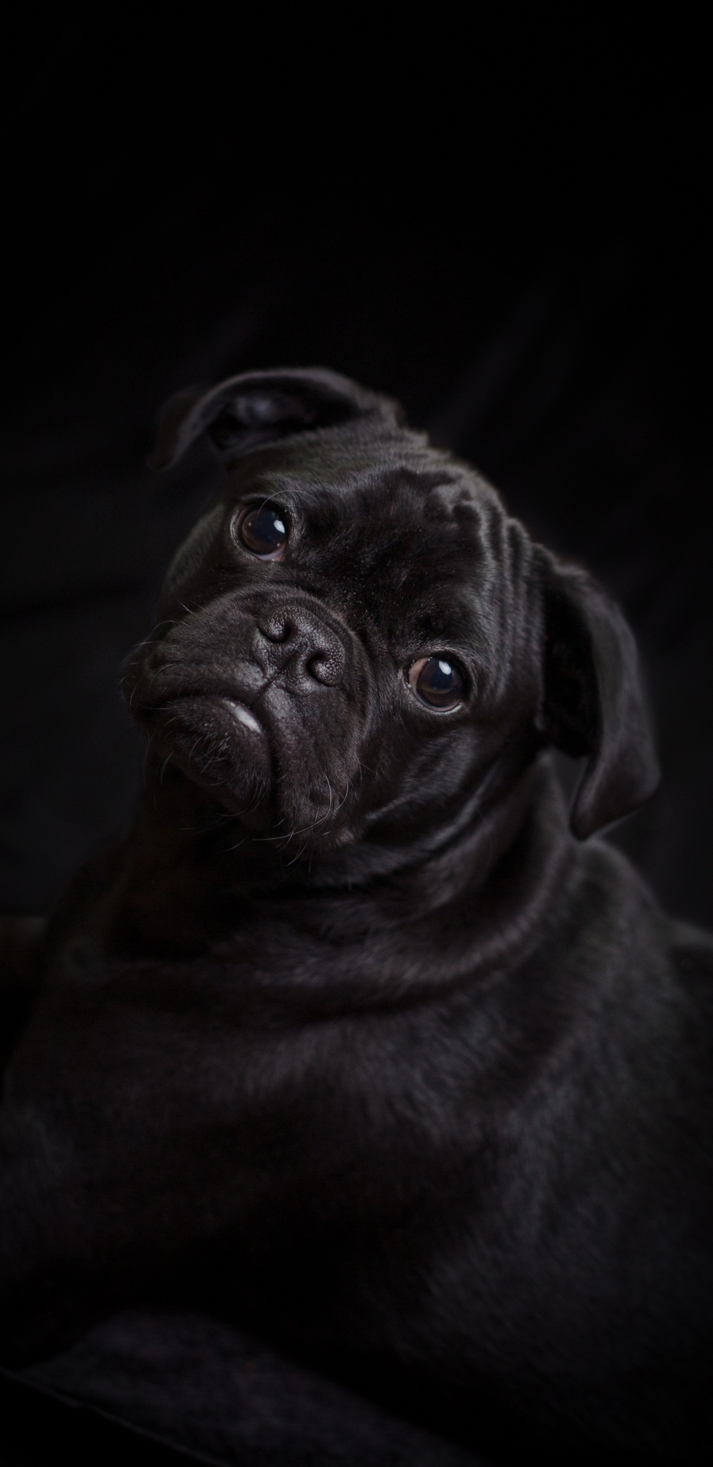 Pug Negro Acostado Sobre Textil Blanco. Wallpaper in 1440x2960 Resolution