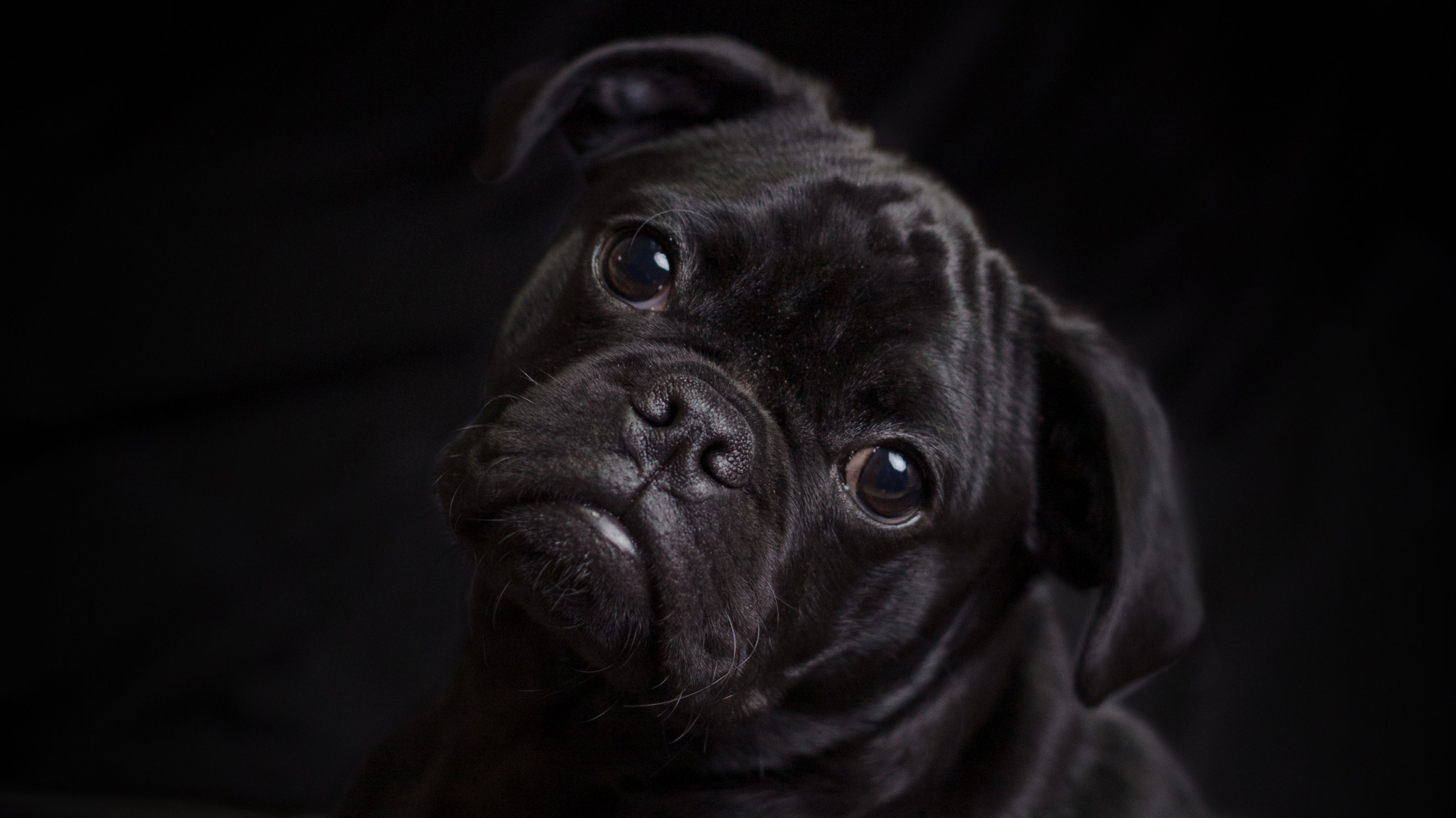 Pug Negro Acostado Sobre Textil Blanco. Wallpaper in 2560x1440 Resolution