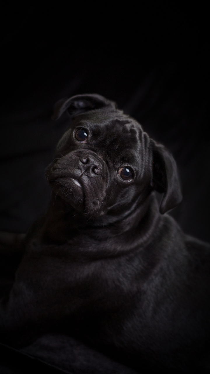 Pug Negro Acostado Sobre Textil Blanco. Wallpaper in 720x1280 Resolution