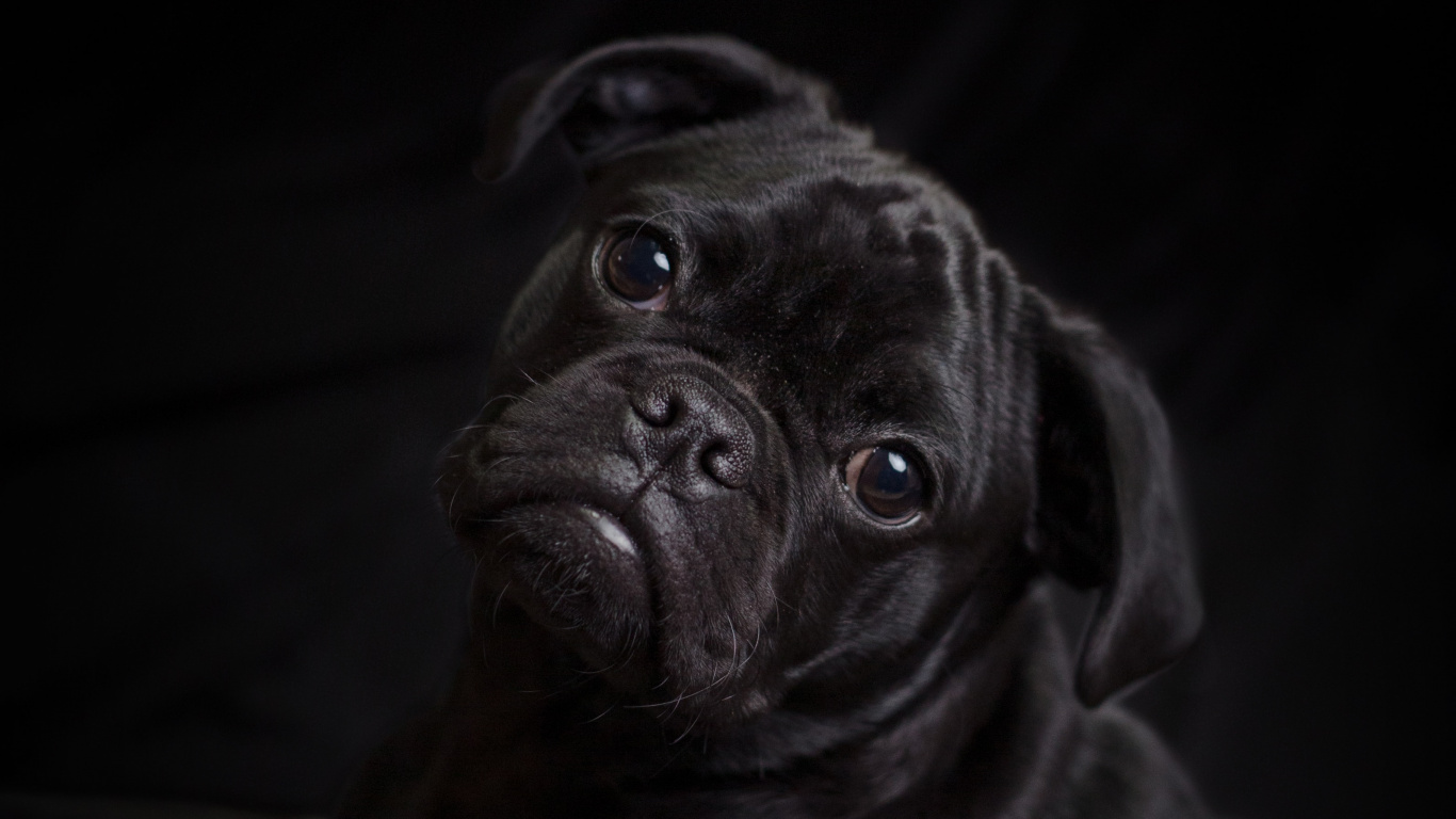 Black Pug Lying on White Textile. Wallpaper in 1366x768 Resolution