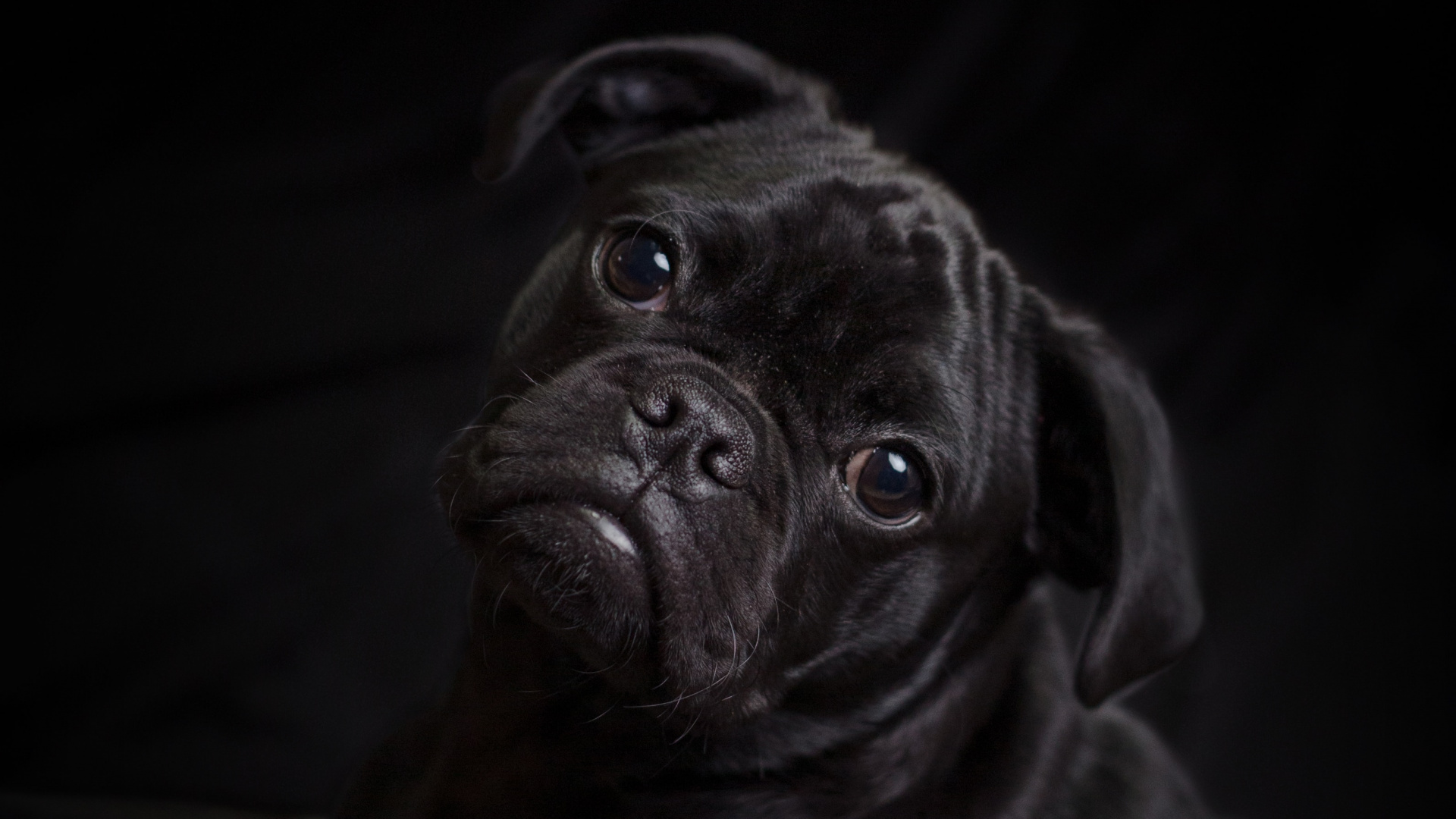 Black Pug Lying on White Textile. Wallpaper in 1920x1080 Resolution