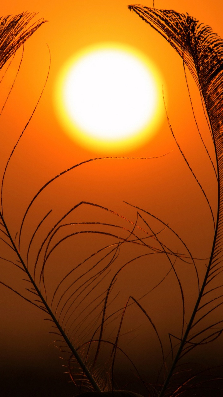 Silhouette Von Pflanzen Bei Sonnenuntergang. Wallpaper in 720x1280 Resolution