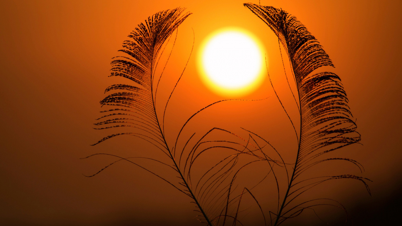 Silhouette of Plants During Sunset. Wallpaper in 1280x720 Resolution