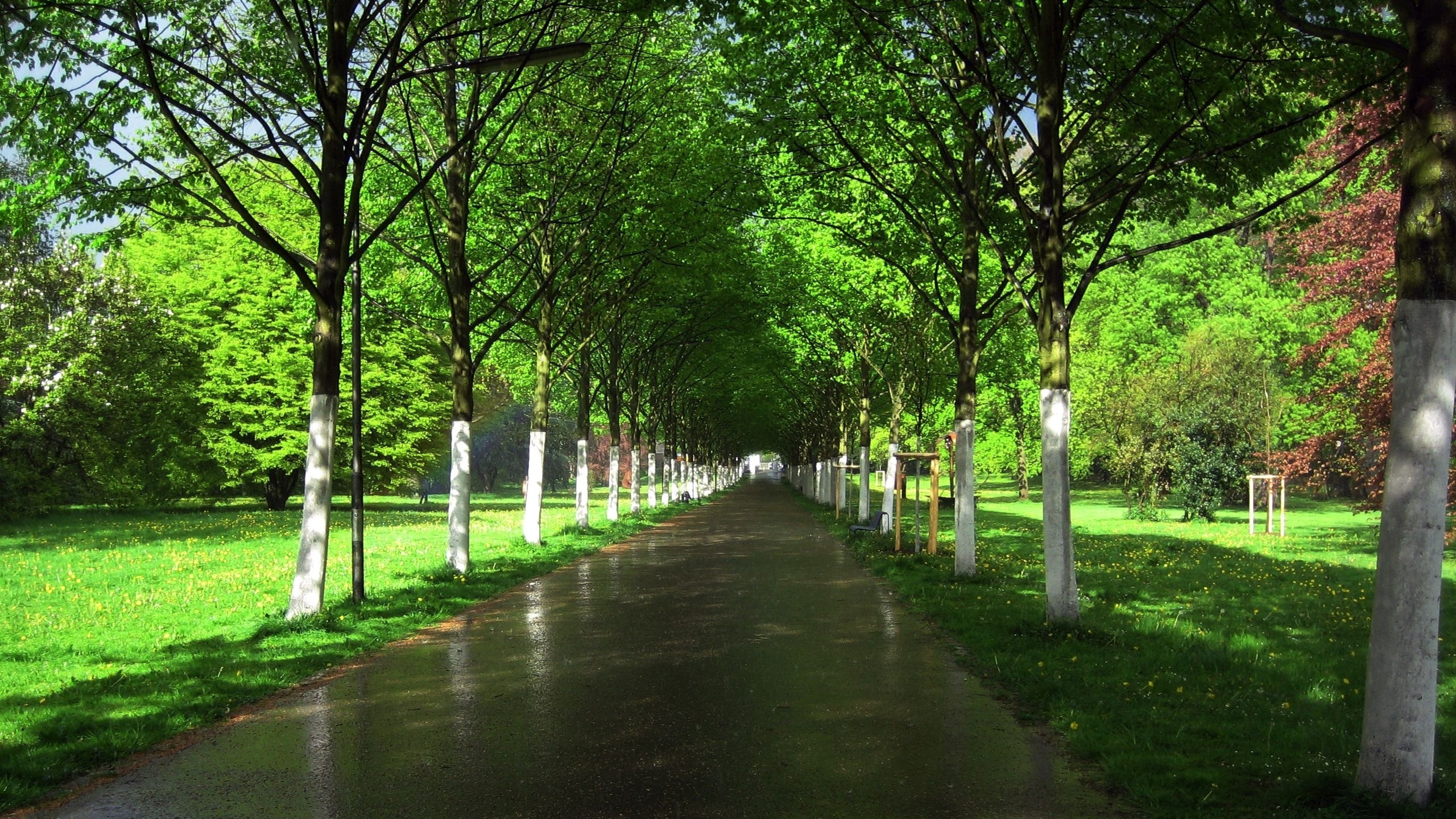 Green Trees on Green Grass Field During Daytime. Wallpaper in 2560x1440 Resolution