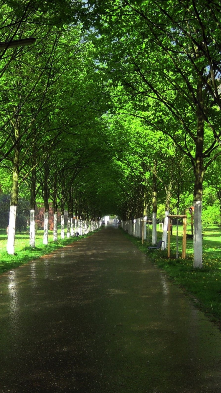 Green Trees on Green Grass Field During Daytime. Wallpaper in 750x1334 Resolution