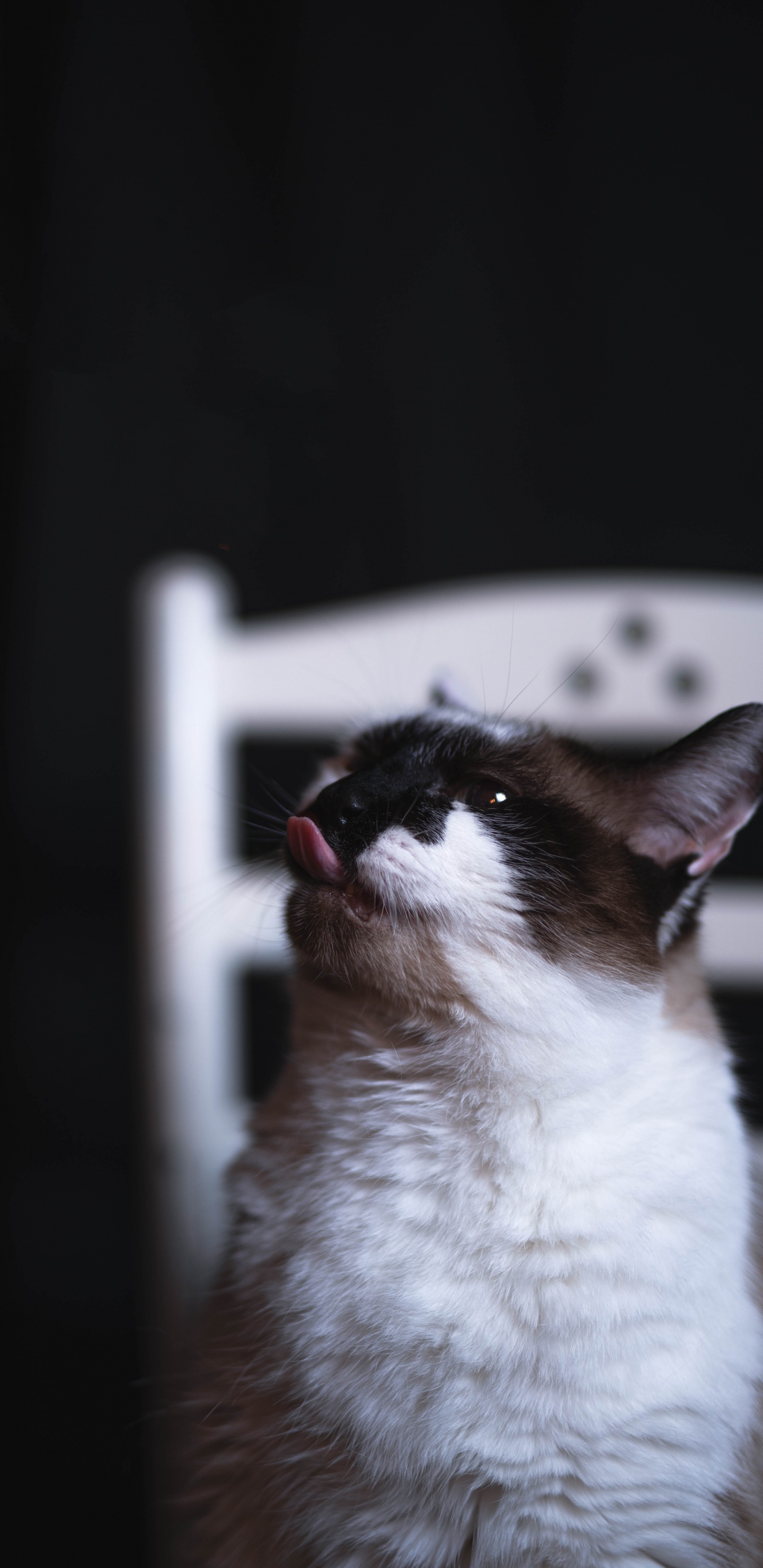 Chat Blanc et Noir Sur Tableau Blanc. Wallpaper in 1440x2960 Resolution