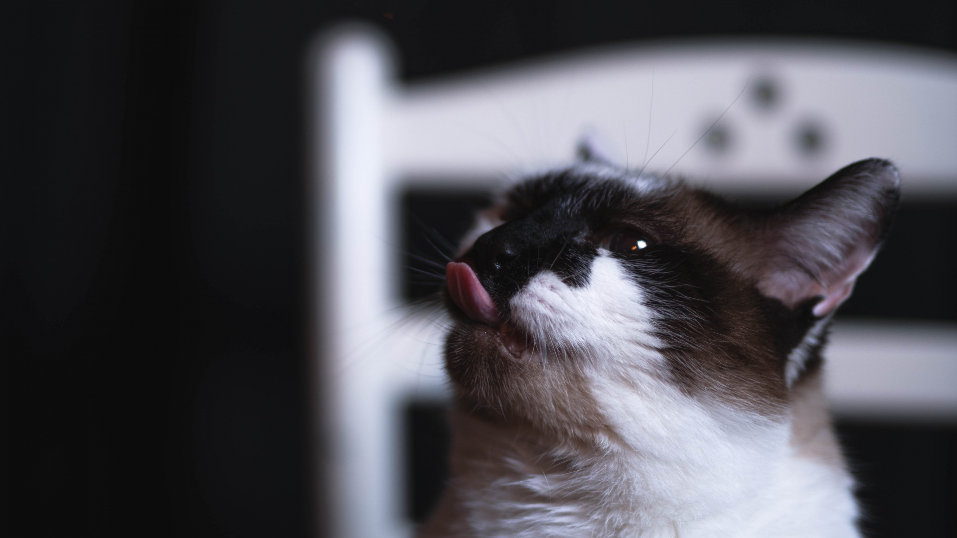 Gato Blanco y Negro en la Mesa Blanca. Wallpaper in 1920x1080 Resolution