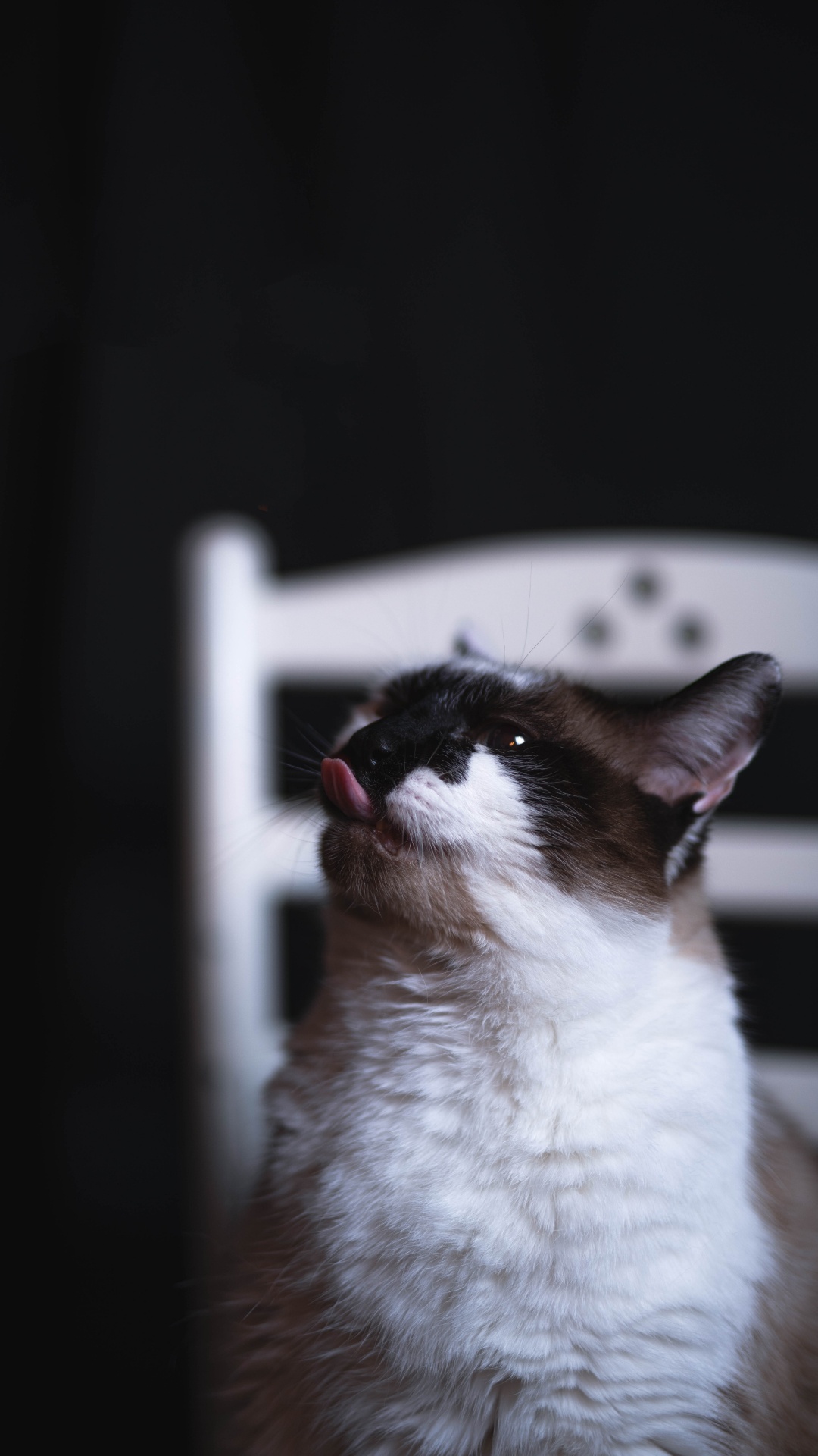 Weiße Und Schwarze Katze Auf Weißem Tisch. Wallpaper in 1080x1920 Resolution