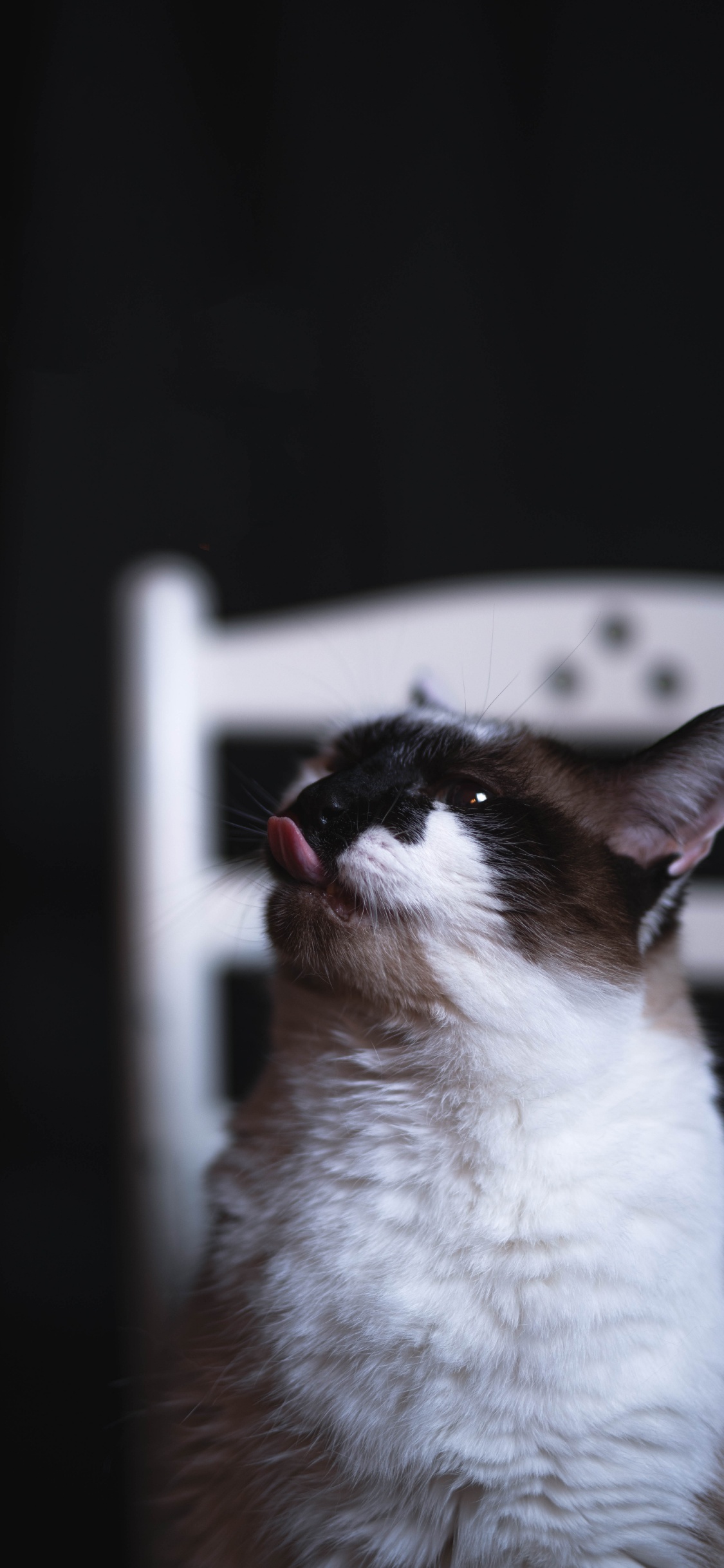 White and Black Cat on White Table. Wallpaper in 1125x2436 Resolution