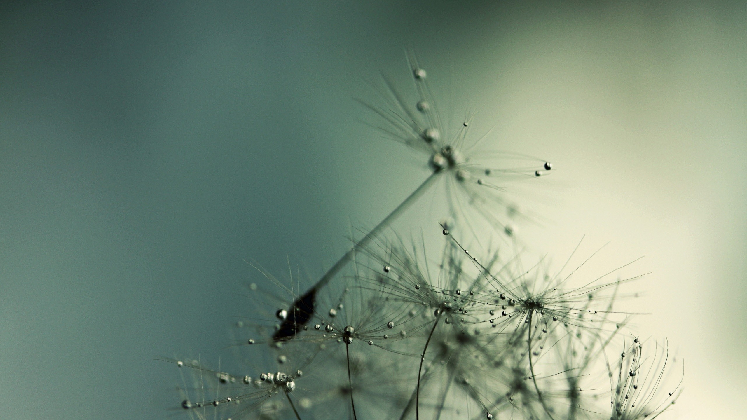 Insecte Noir Sur Pissenlit Blanc. Wallpaper in 2560x1440 Resolution