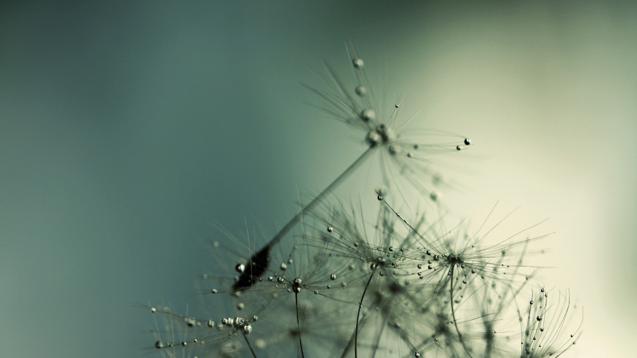Black Insect on White Dandelion. Wallpaper in 1280x720 Resolution