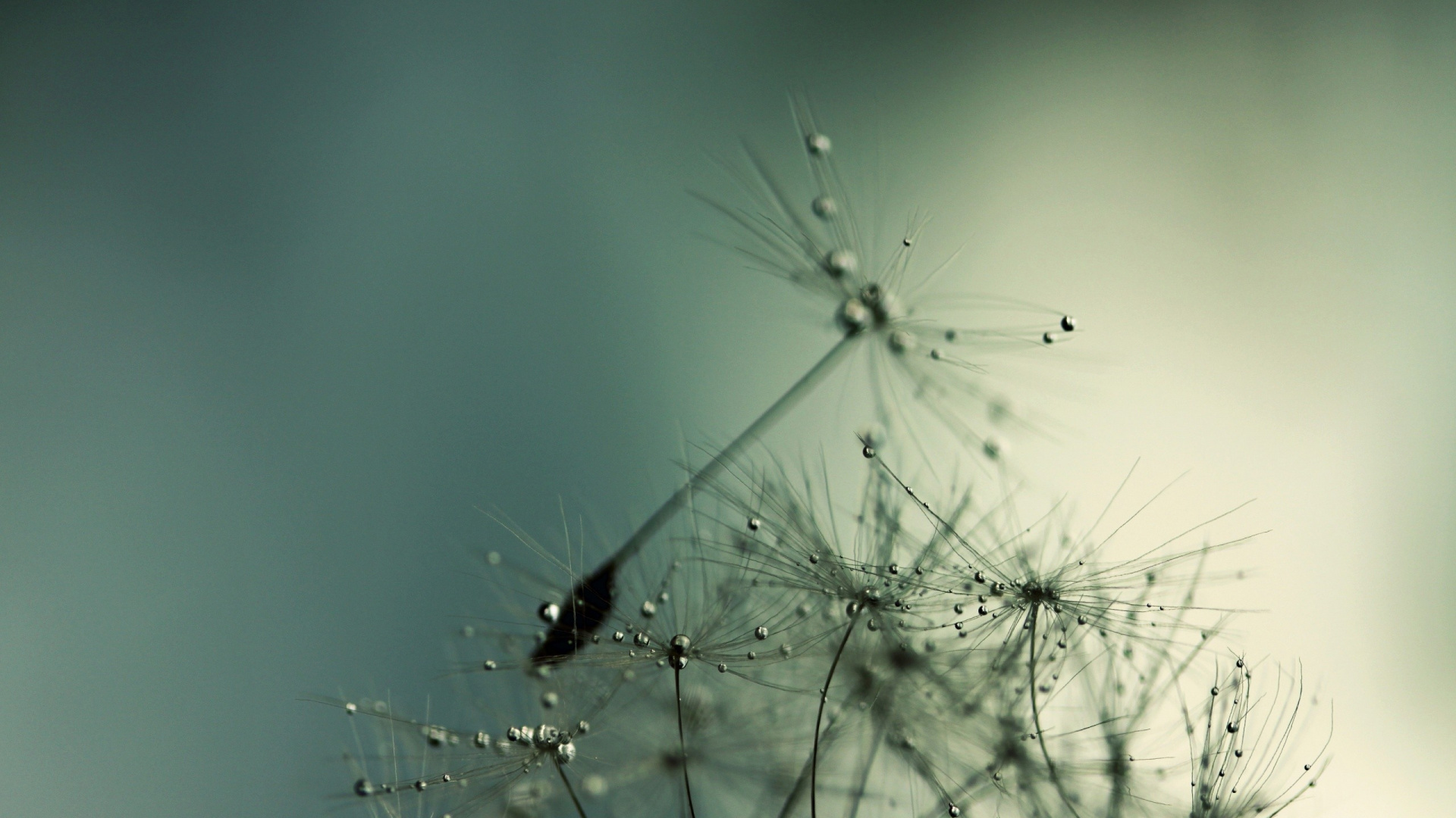 Black Insect on White Dandelion. Wallpaper in 1920x1080 Resolution