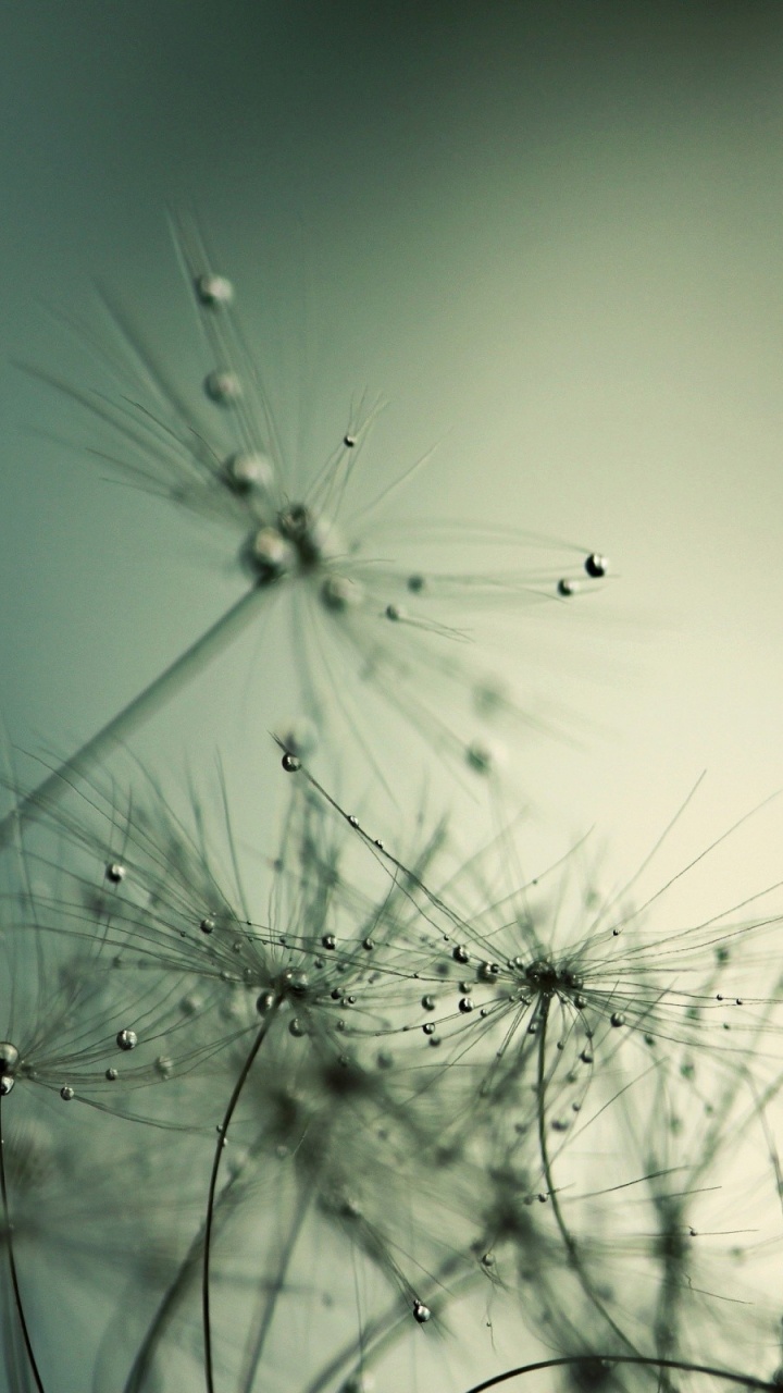 Black Insect on White Dandelion. Wallpaper in 720x1280 Resolution