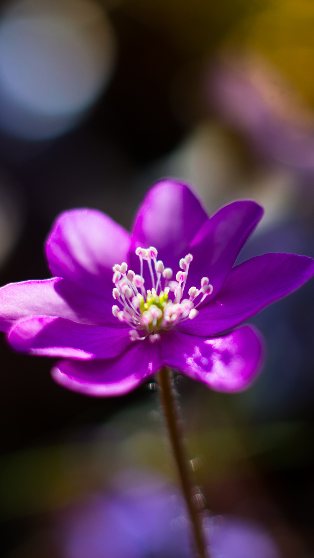 Purple Flower in Tilt Shift Lens. Wallpaper in 1080x1920 Resolution