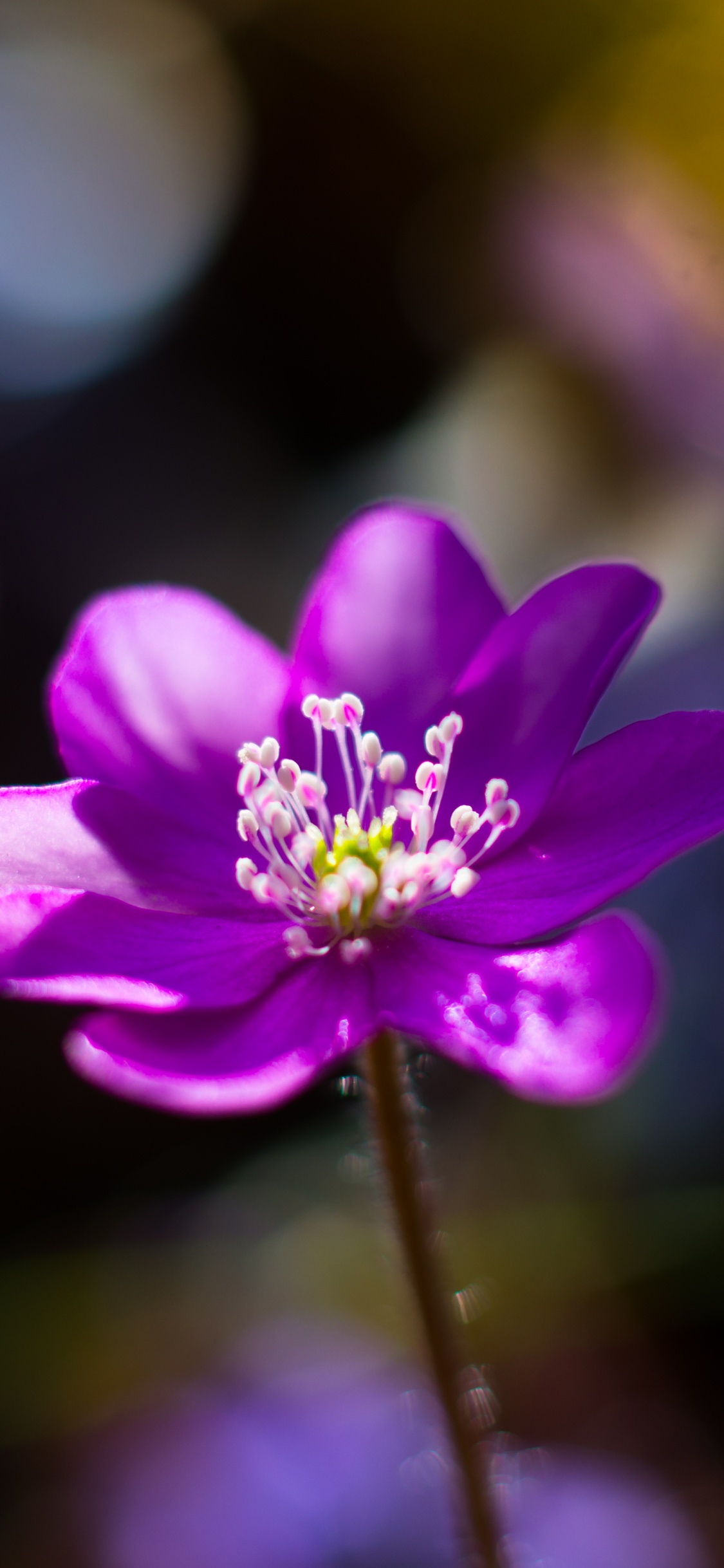 Purple Flower in Tilt Shift Lens. Wallpaper in 1125x2436 Resolution