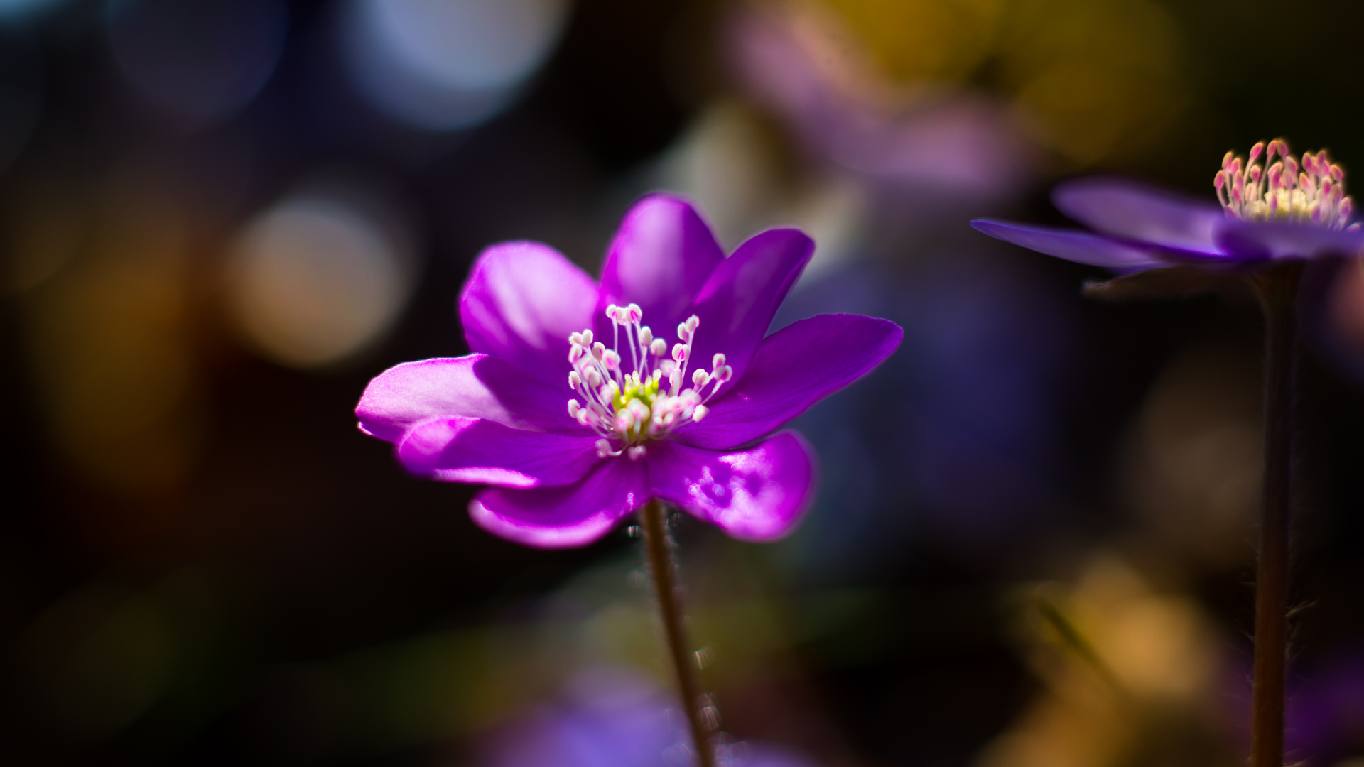 Purple Flower in Tilt Shift Lens. Wallpaper in 1920x1080 Resolution