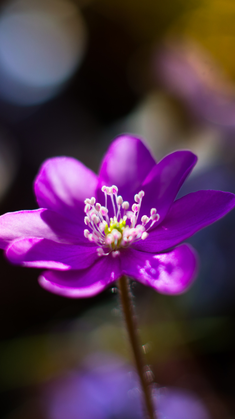 Purple Flower in Tilt Shift Lens. Wallpaper in 750x1334 Resolution