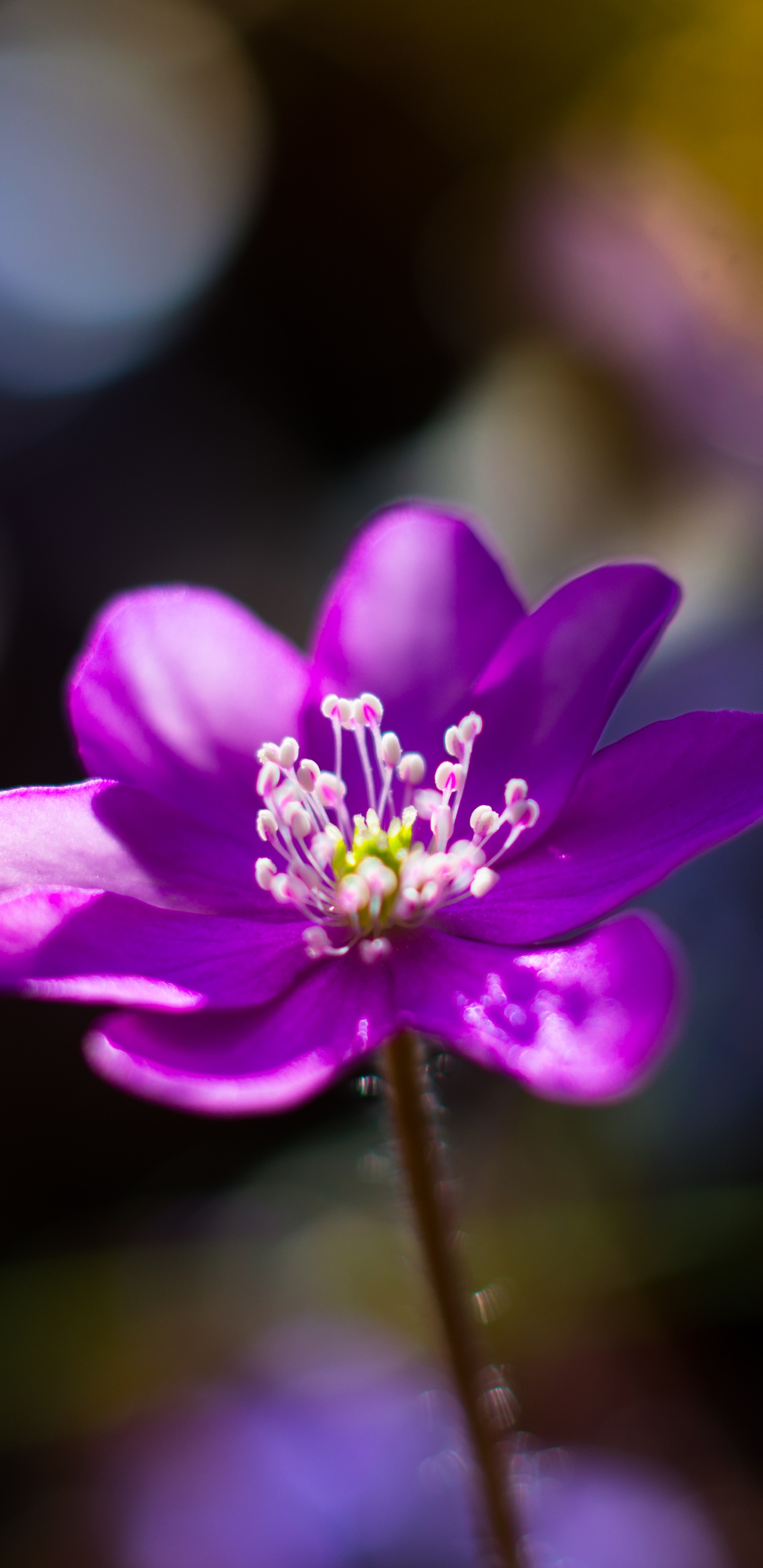 显花植物, 紫罗兰色, 紫色的, 弹簧, 野花 壁纸 1440x2960 允许
