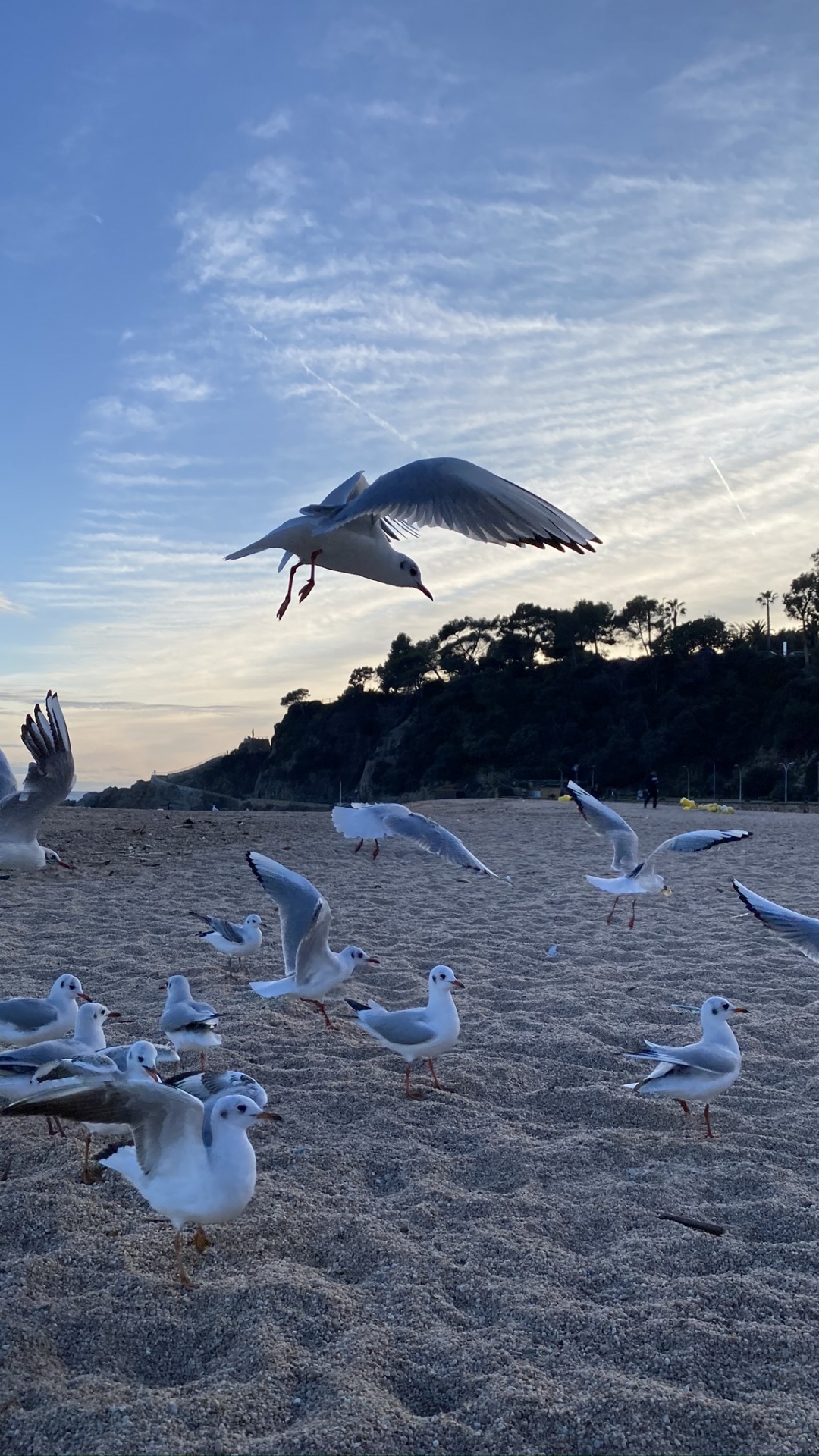 Eau, Oiseaux de Rivage, Mouette, Vol, Oiseau. Wallpaper in 1080x1920 Resolution