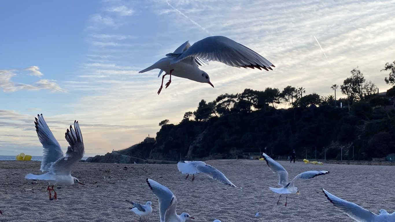 Wasser, MÖVE, Flug, Birds, Vogel. Wallpaper in 1366x768 Resolution
