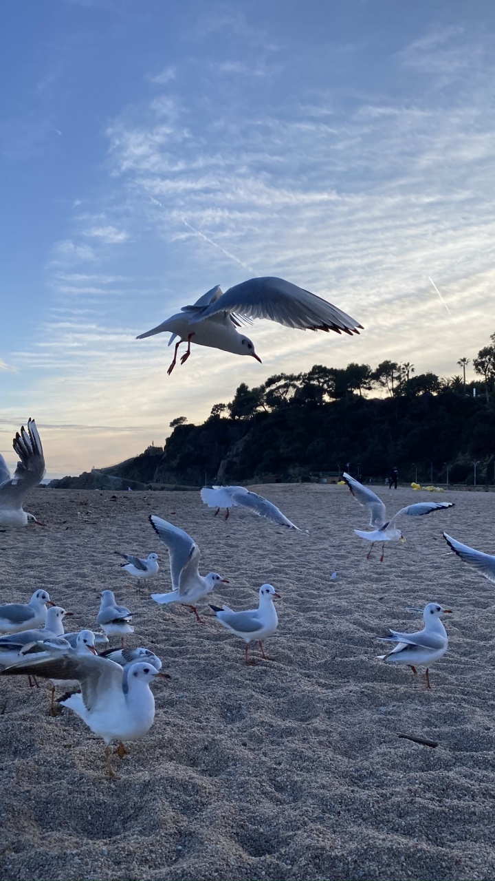 Water, Shorebirds, Gull, Flight, Birds. Wallpaper in 720x1280 Resolution