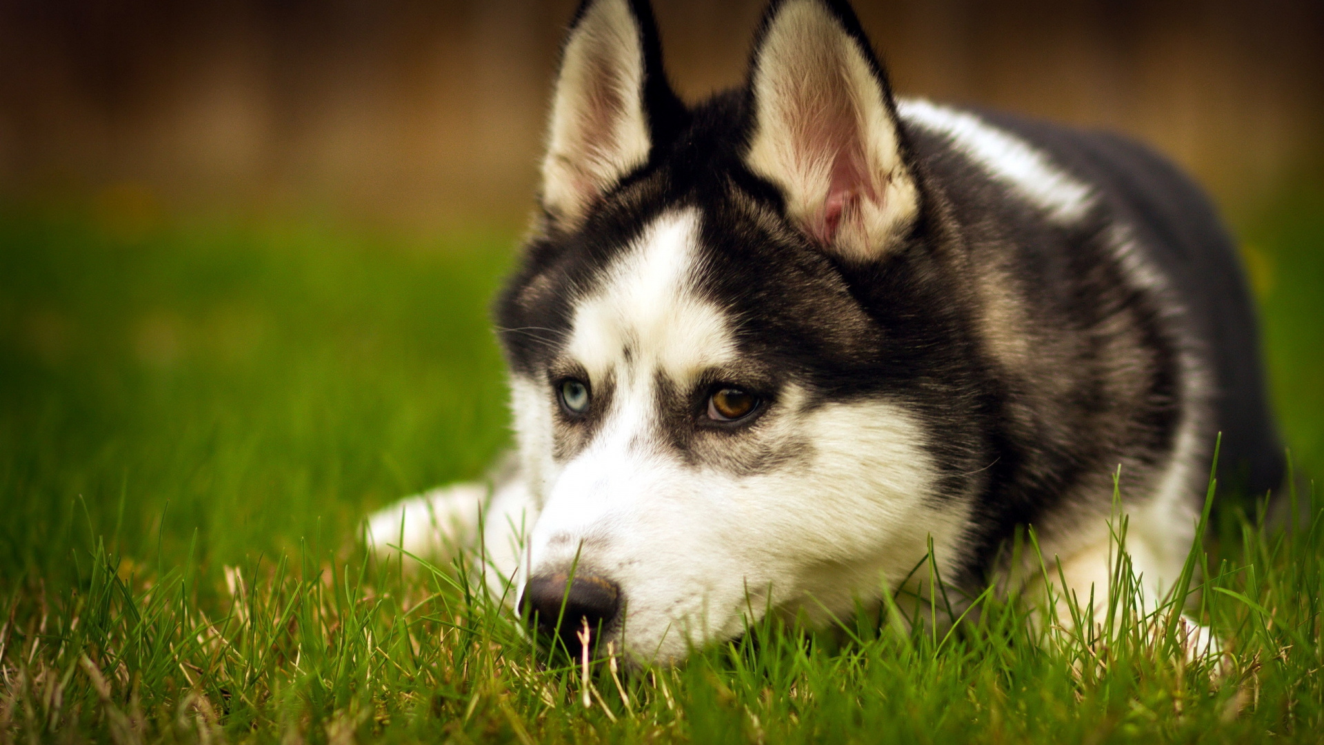 Cachorro de Husky Siberiano en Blanco y Negro Acostado Sobre el Campo de Hierba Verde Durante el Día. Wallpaper in 1920x1080 Resolution