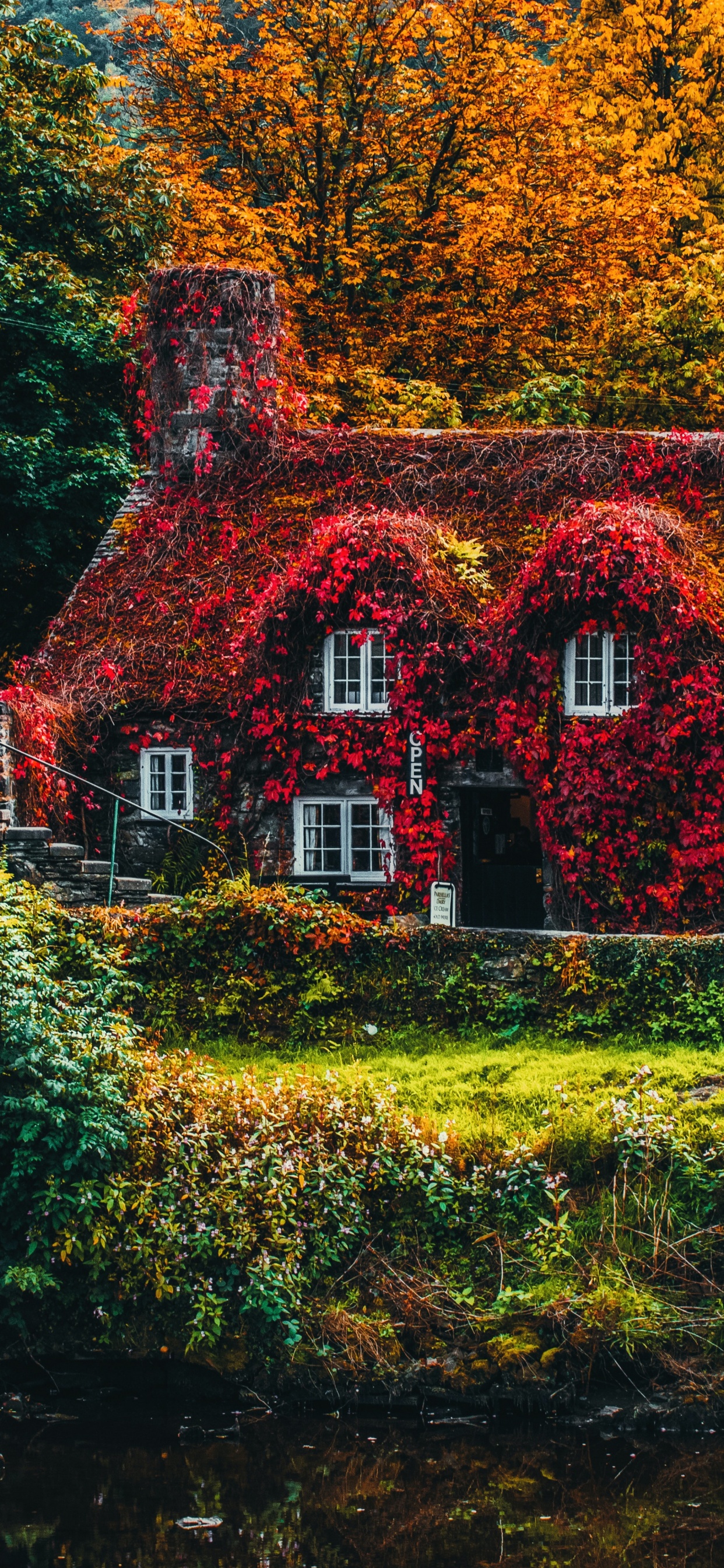 Autumn, Plant, Natural Landscape, Window, Natural Environment. Wallpaper in 1242x2688 Resolution