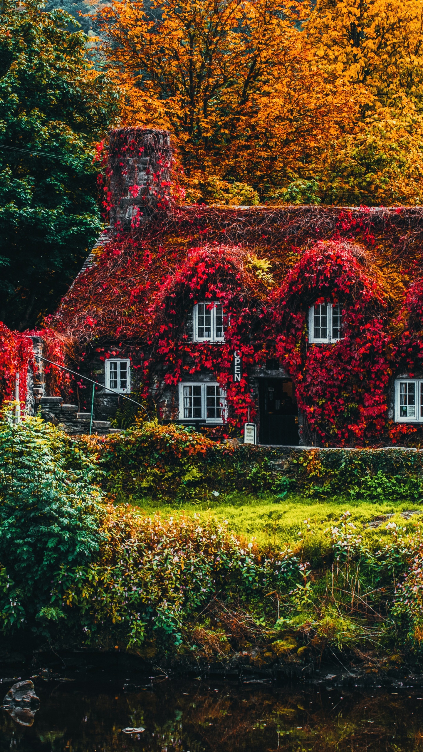 Autumn, Plant, Natural Landscape, Window, Natural Environment. Wallpaper in 1440x2560 Resolution