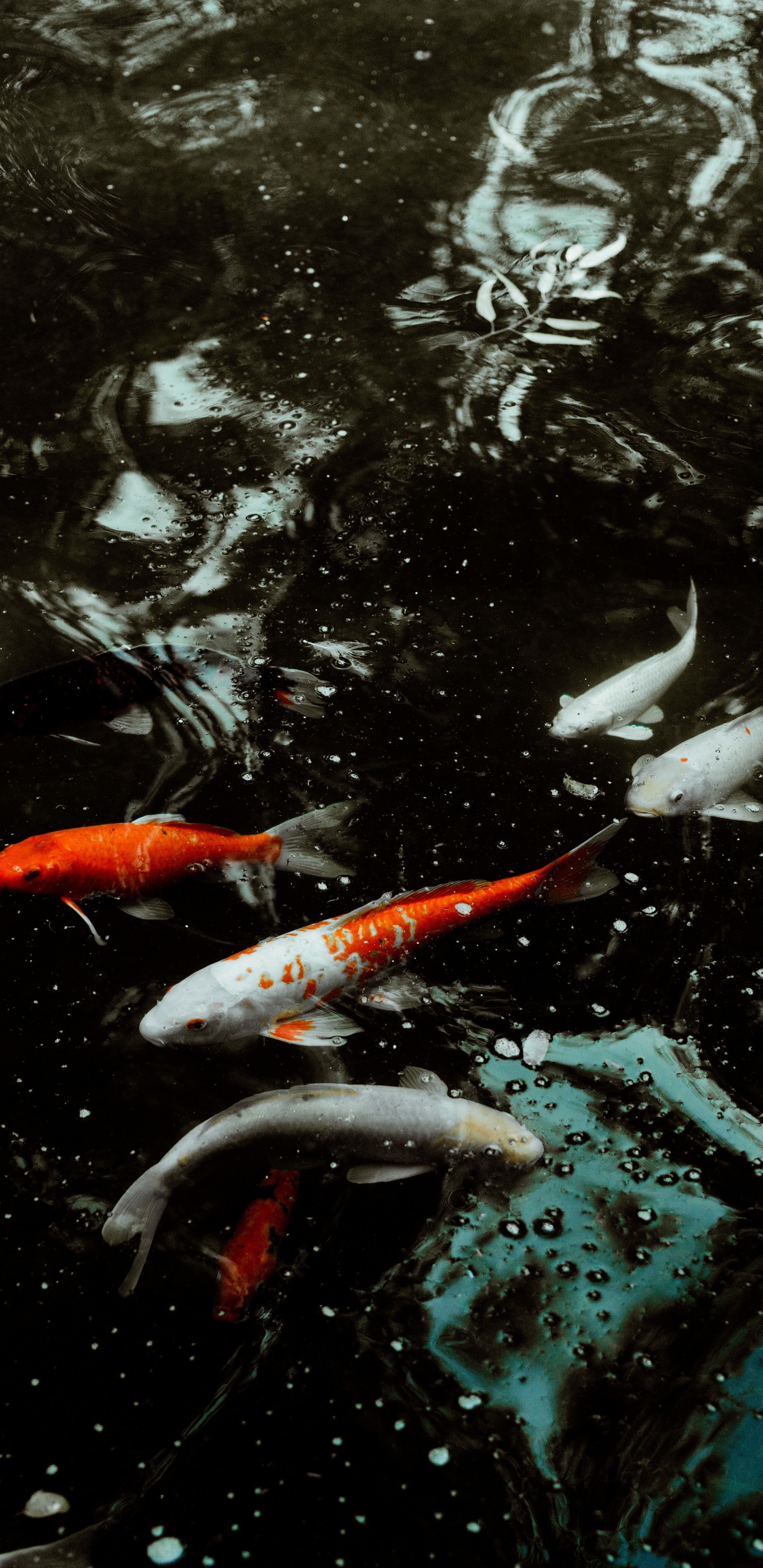 Pez Koi Naranja en el Agua. Wallpaper in 1440x2960 Resolution