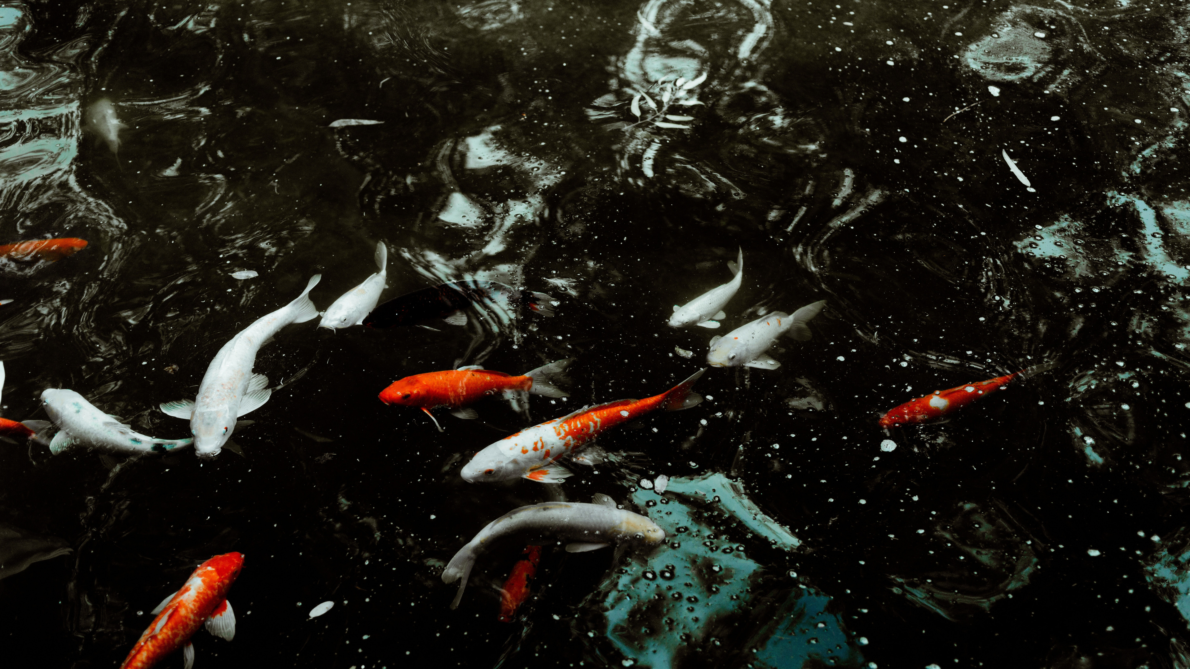 Pez Koi Naranja en el Agua. Wallpaper in 3840x2160 Resolution