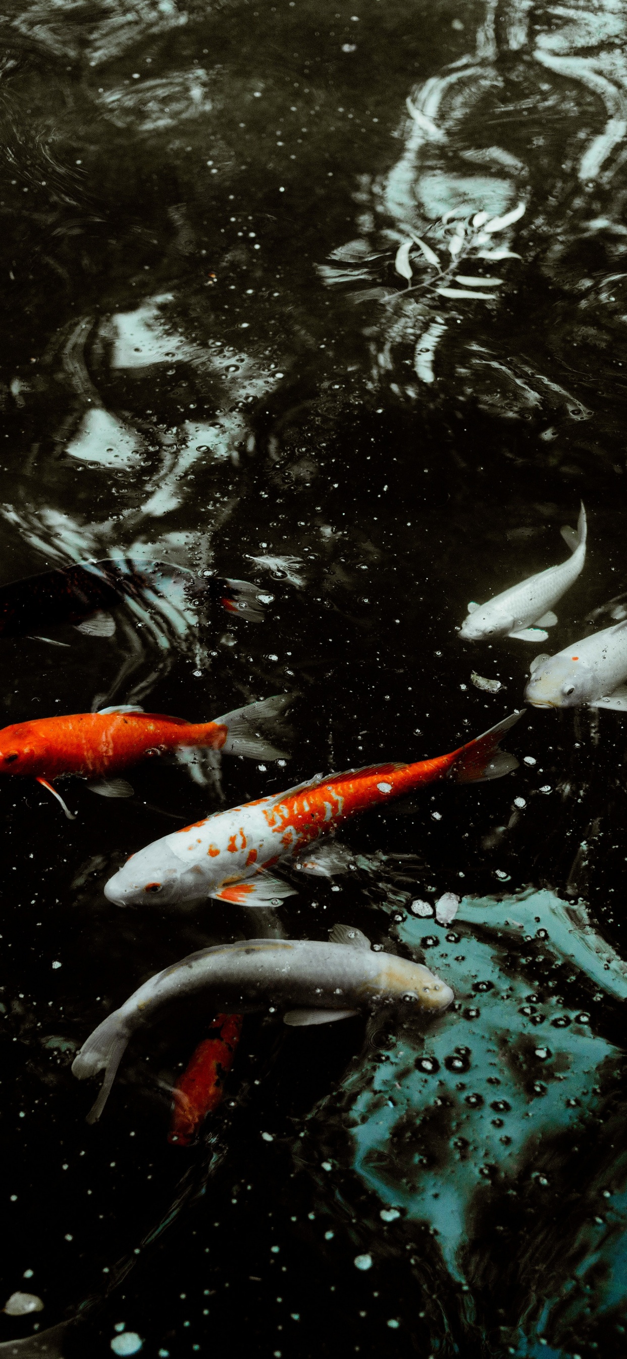 Orange Koi Fish in Water. Wallpaper in 1242x2688 Resolution