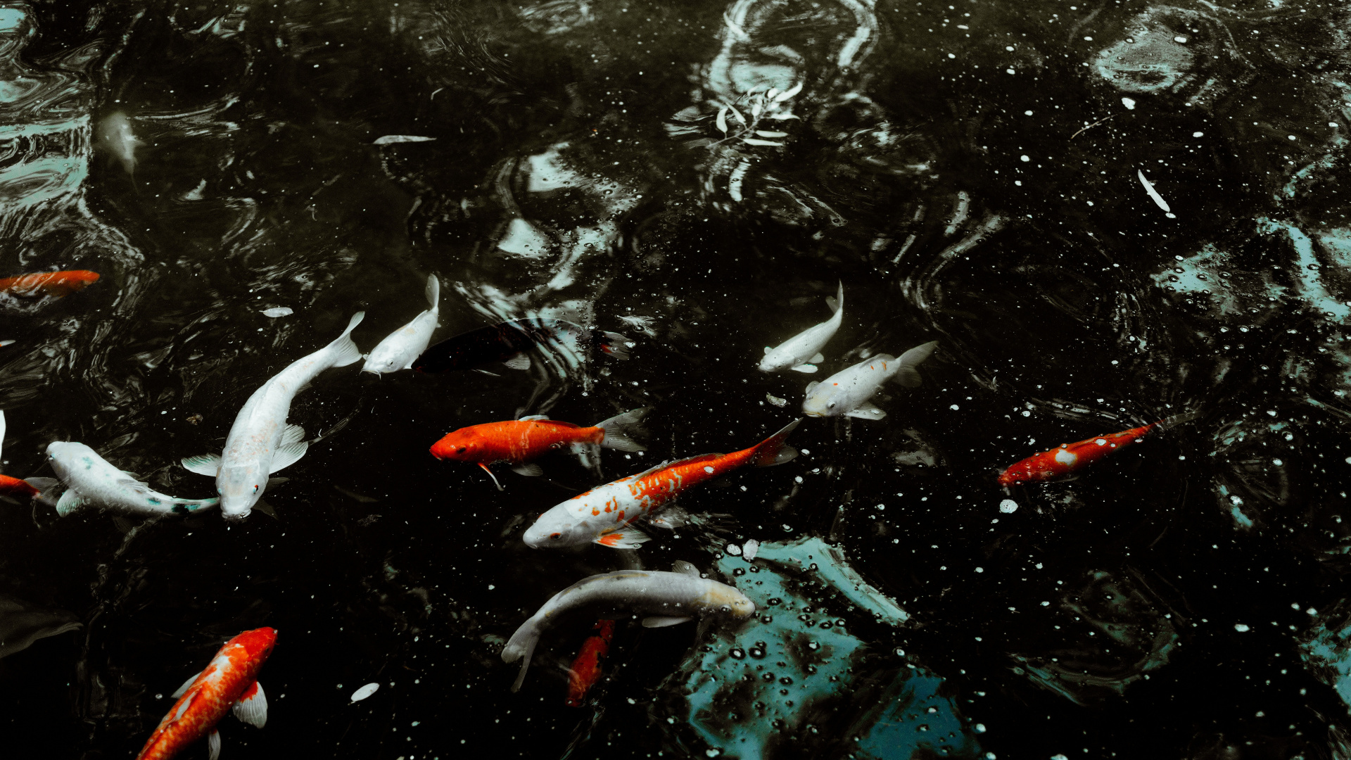 Orange Koi Fish in Water. Wallpaper in 1920x1080 Resolution