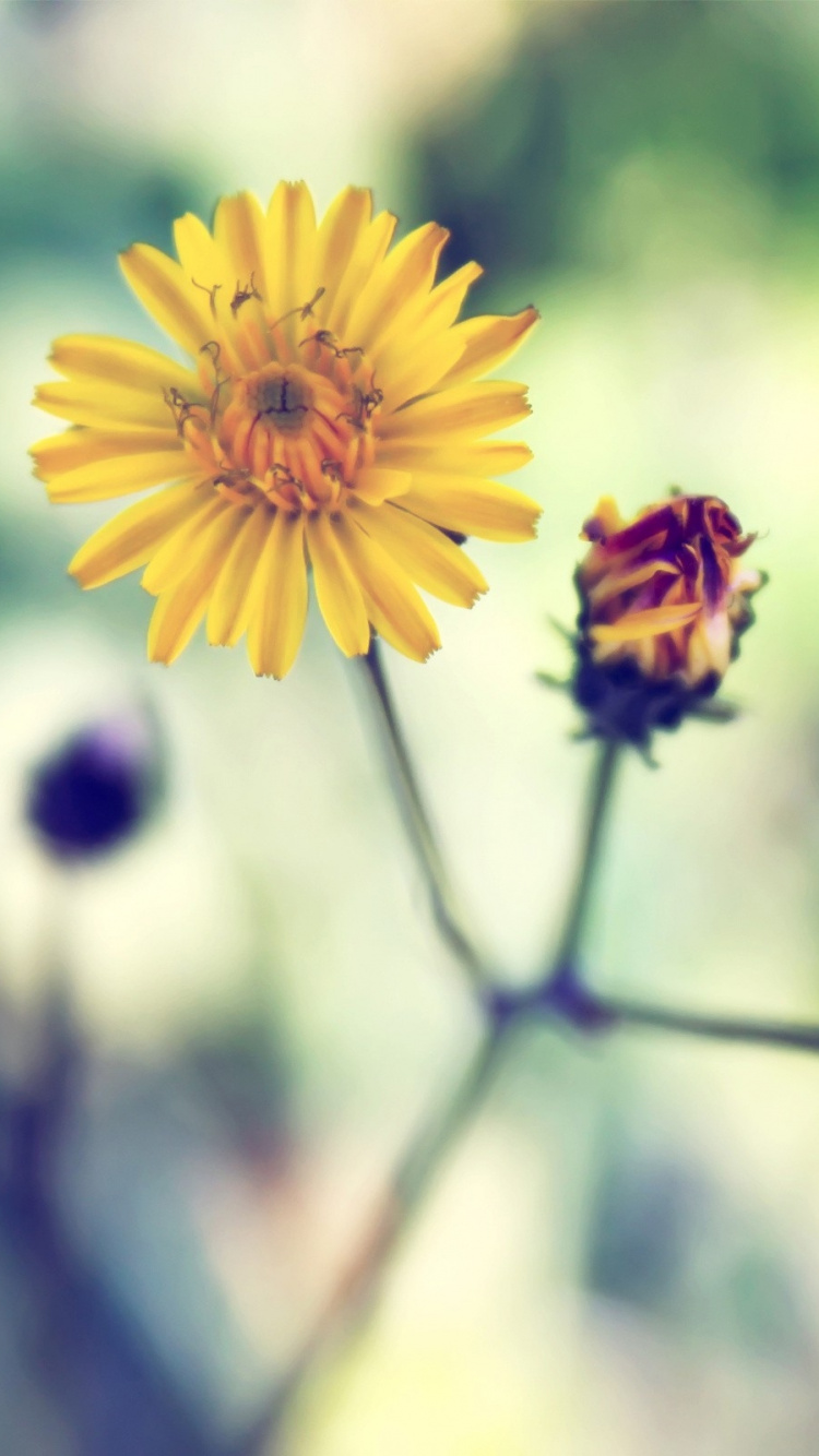 Yellow Flower in Tilt Shift Lens. Wallpaper in 750x1334 Resolution