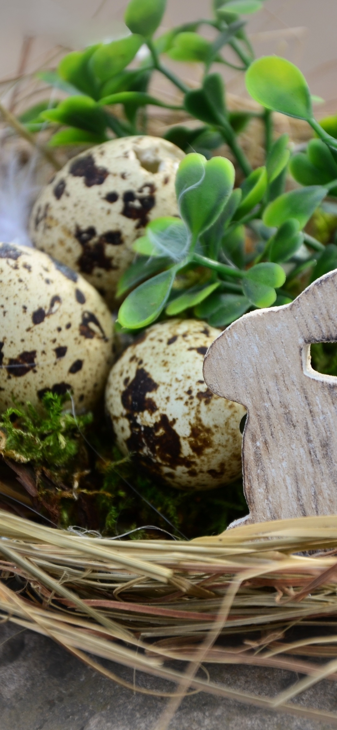 Green and White Mushroom on Brown Nest. Wallpaper in 1125x2436 Resolution