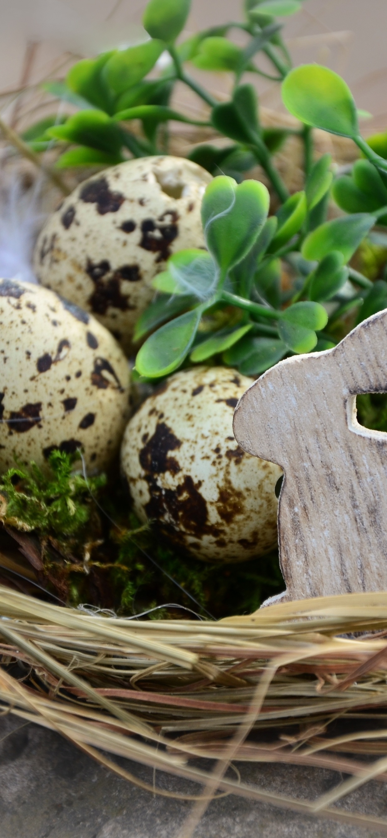 Green and White Mushroom on Brown Nest. Wallpaper in 1242x2688 Resolution