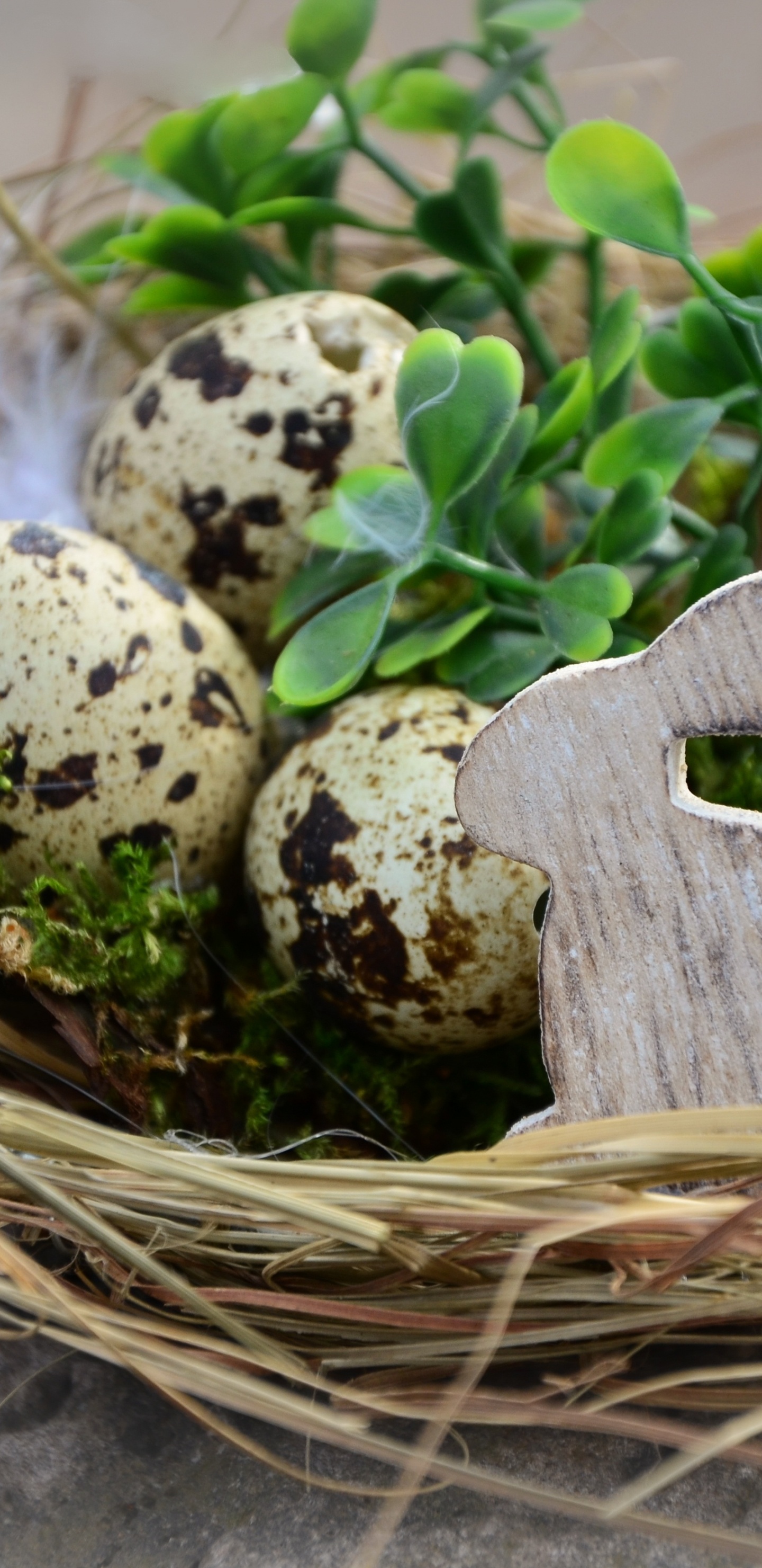 Grüner Und Weißer Pilz Auf Braunem Nest. Wallpaper in 1440x2960 Resolution