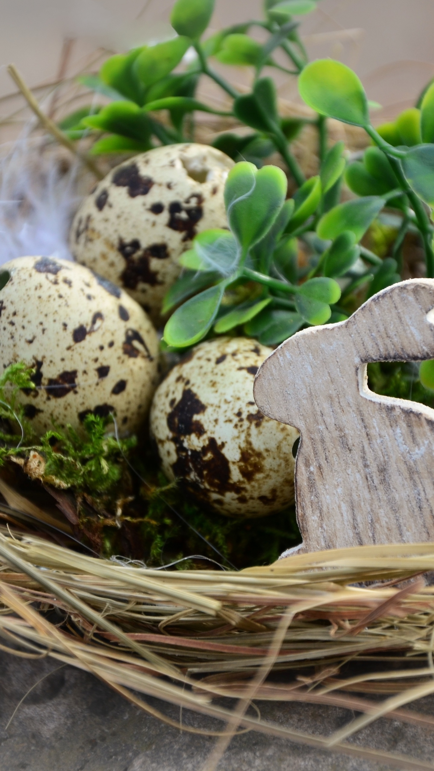 Champignon Vert et Blanc Sur Nid Brun. Wallpaper in 1440x2560 Resolution