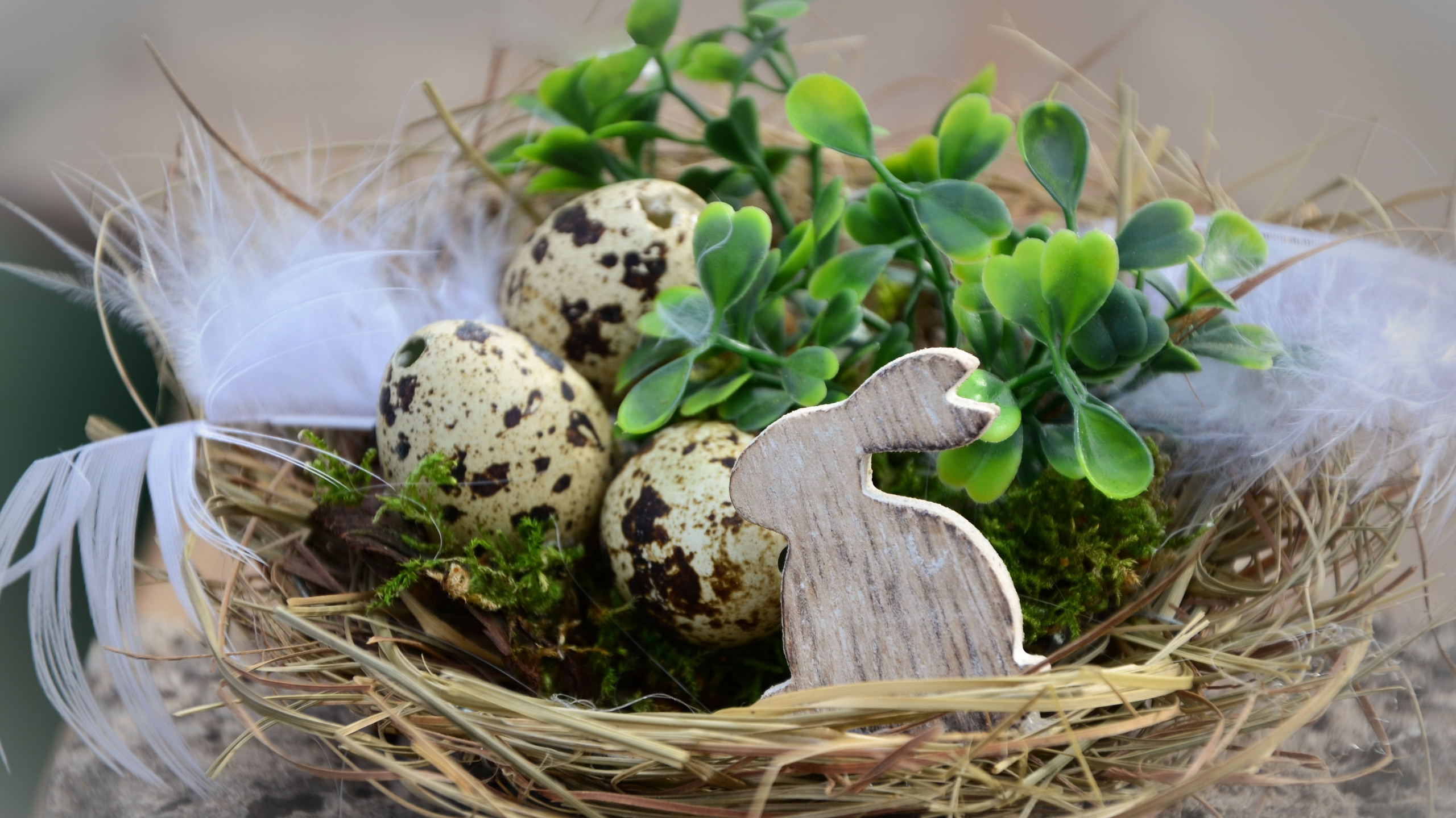 Champignon Vert et Blanc Sur Nid Brun. Wallpaper in 2560x1440 Resolution