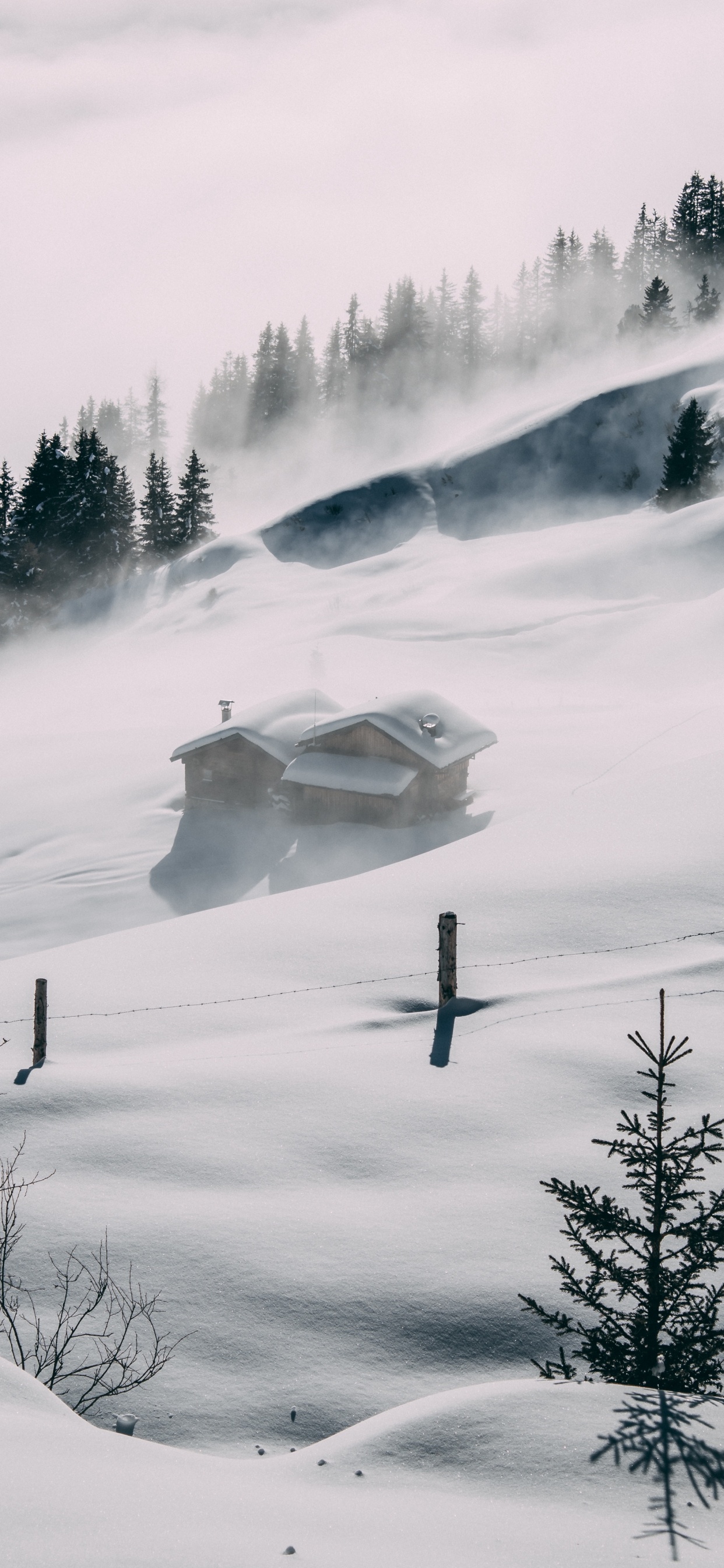 Schnee, Atmosphäre, Cloud, Baum, Nebel. Wallpaper in 1242x2688 Resolution