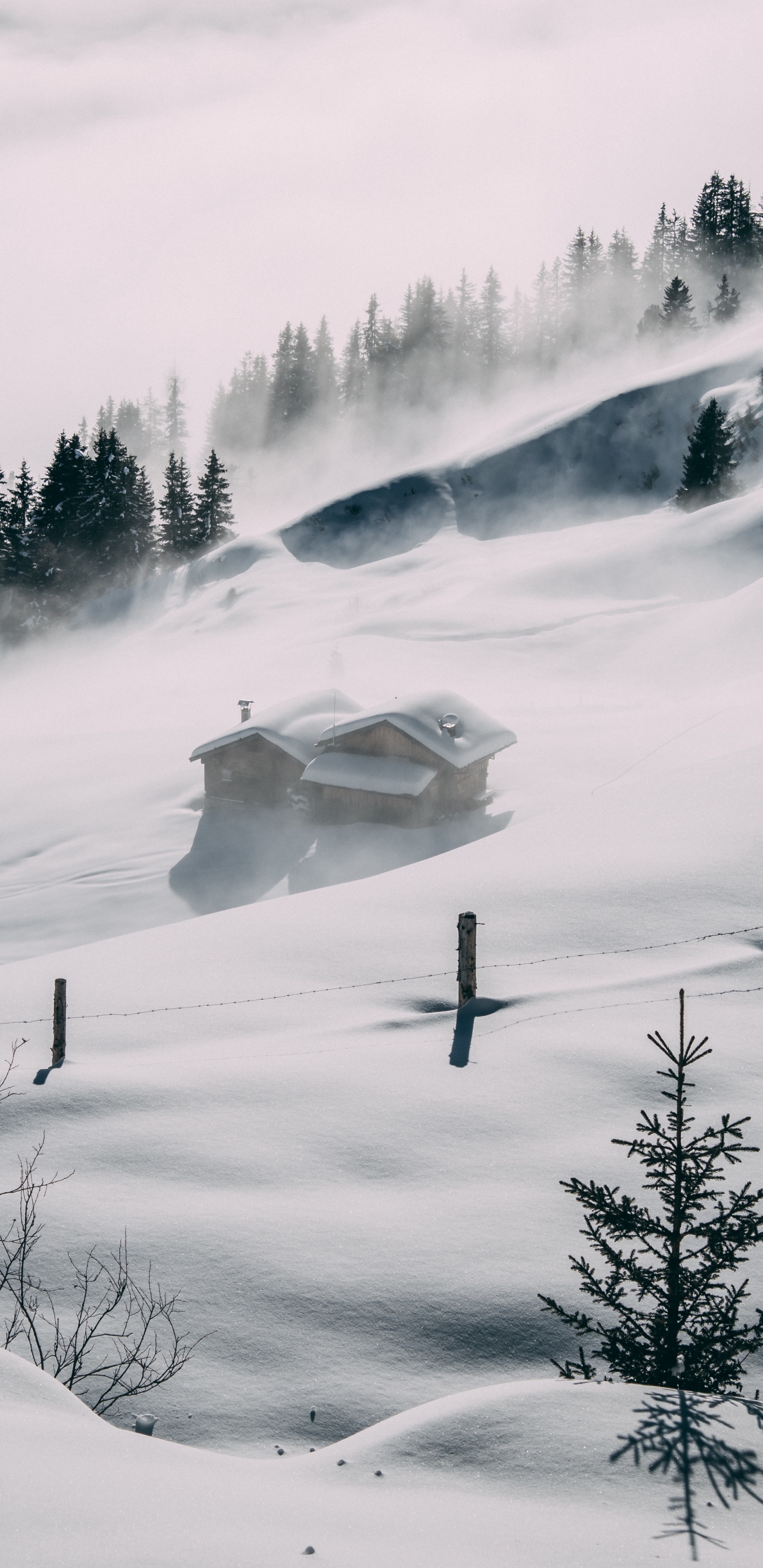 Schnee, Atmosphäre, Cloud, Baum, Nebel. Wallpaper in 1440x2960 Resolution