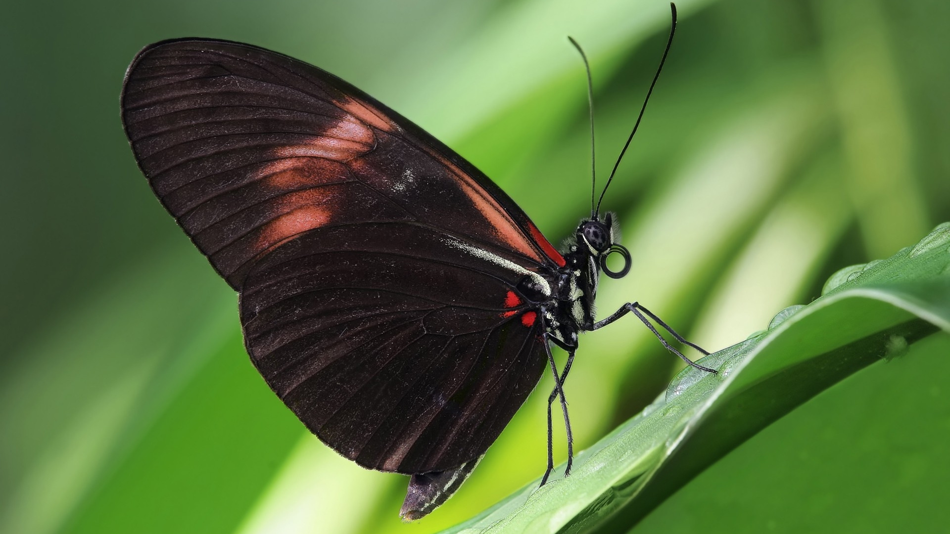 Papillon Brun et Noir Sur Feuille Verte. Wallpaper in 1920x1080 Resolution
