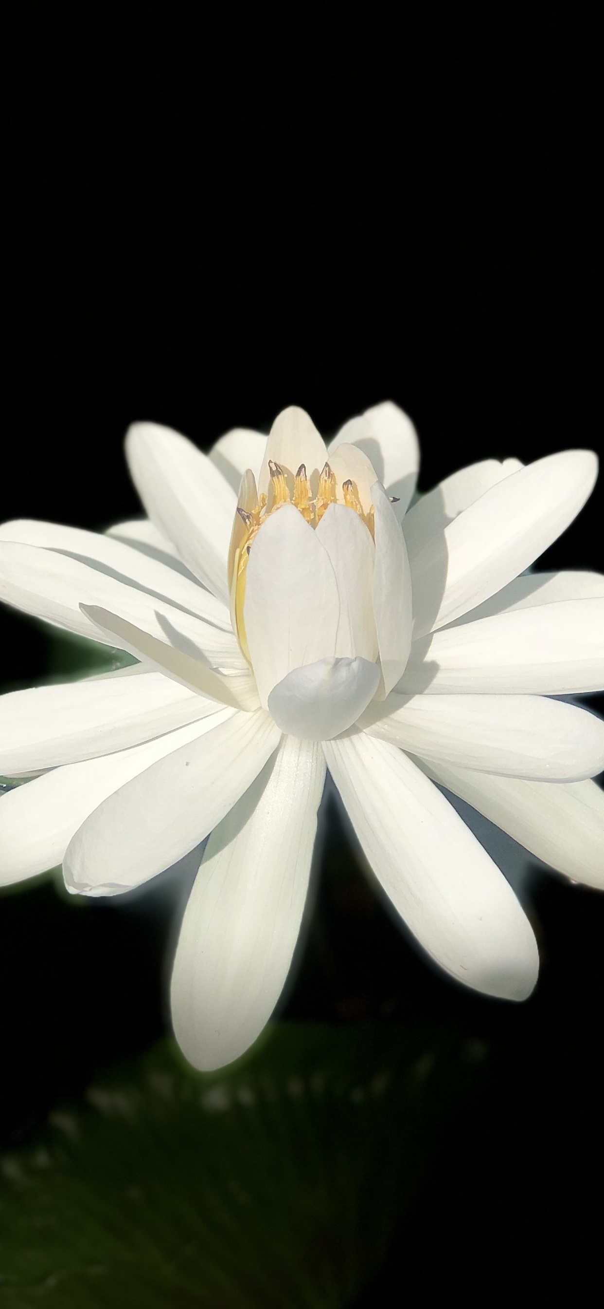 Fleur Blanche Sur Fond Noir. Wallpaper in 1242x2688 Resolution