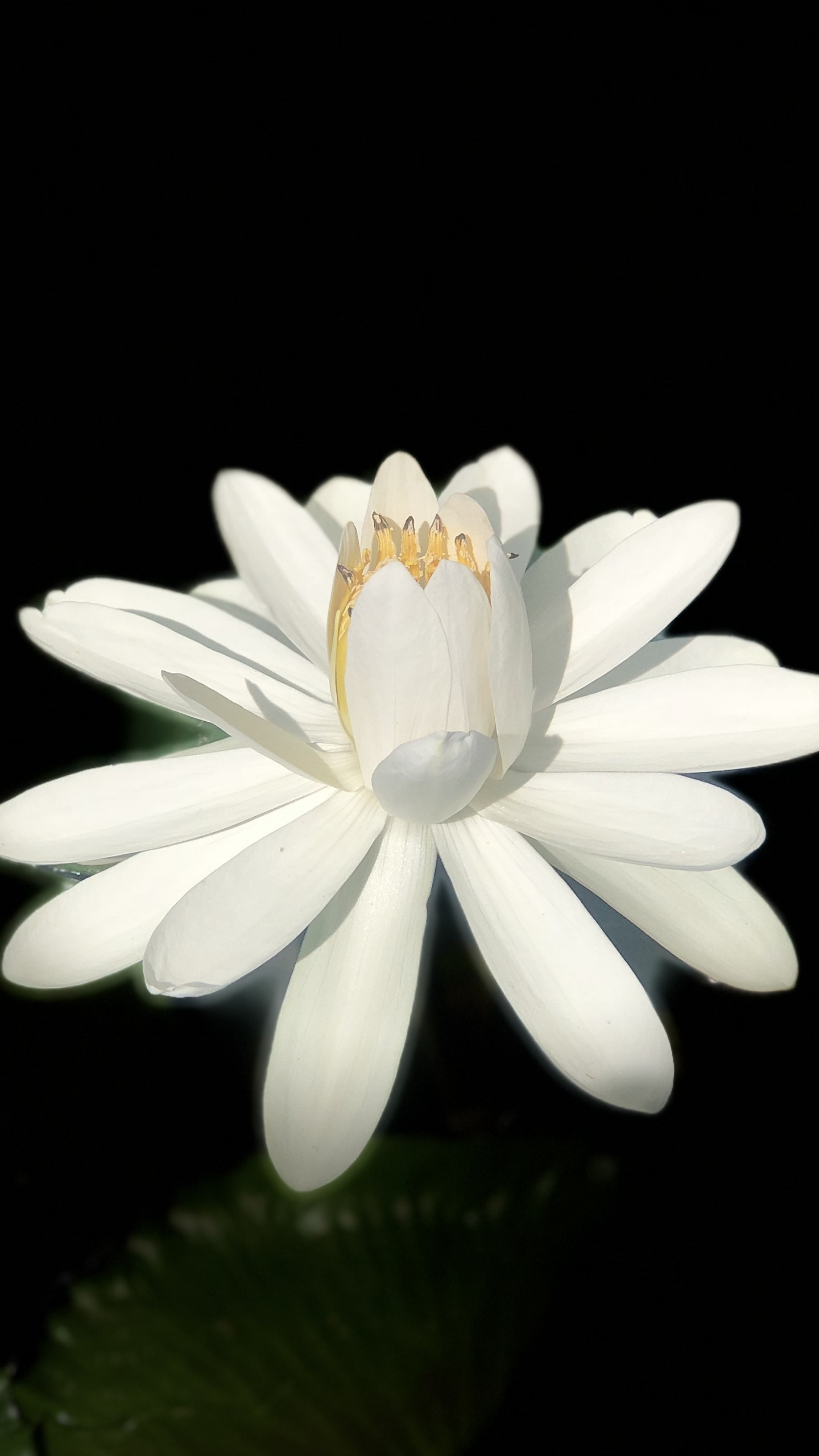 Fleur Blanche Sur Fond Noir. Wallpaper in 1440x2560 Resolution