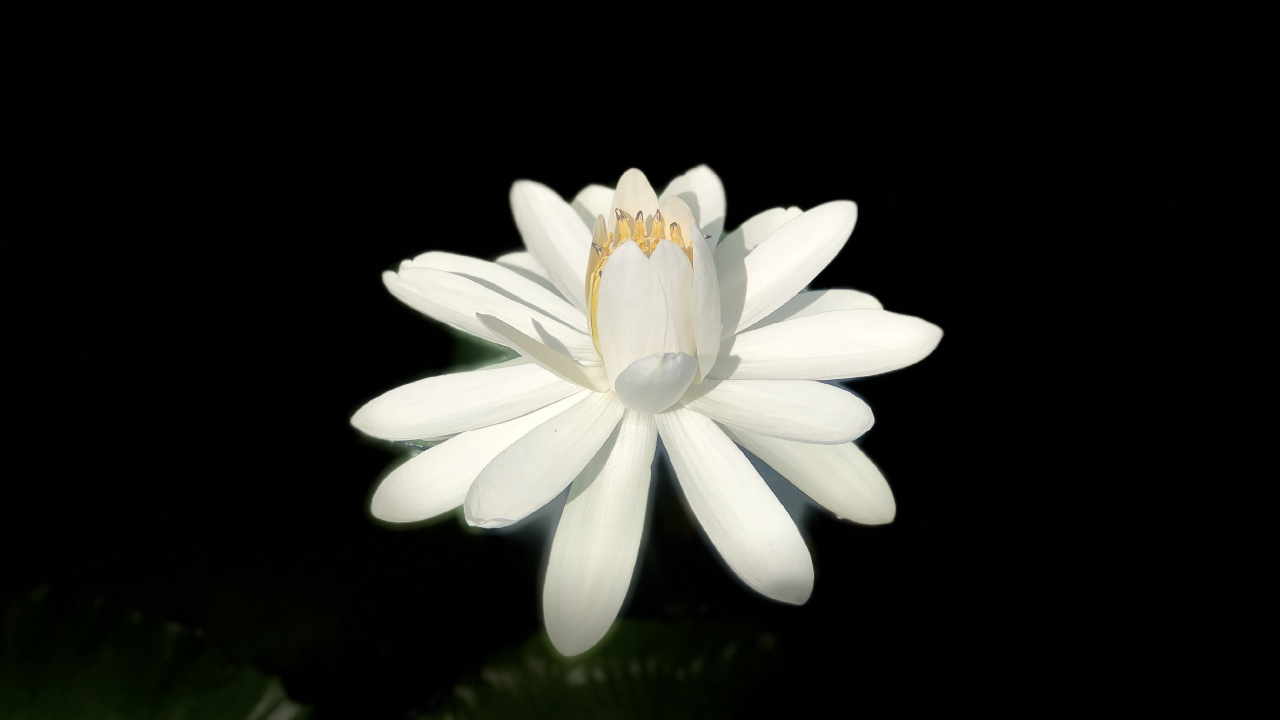 Weiße Blume Mit Schwarzem Hintergrund. Wallpaper in 1280x720 Resolution