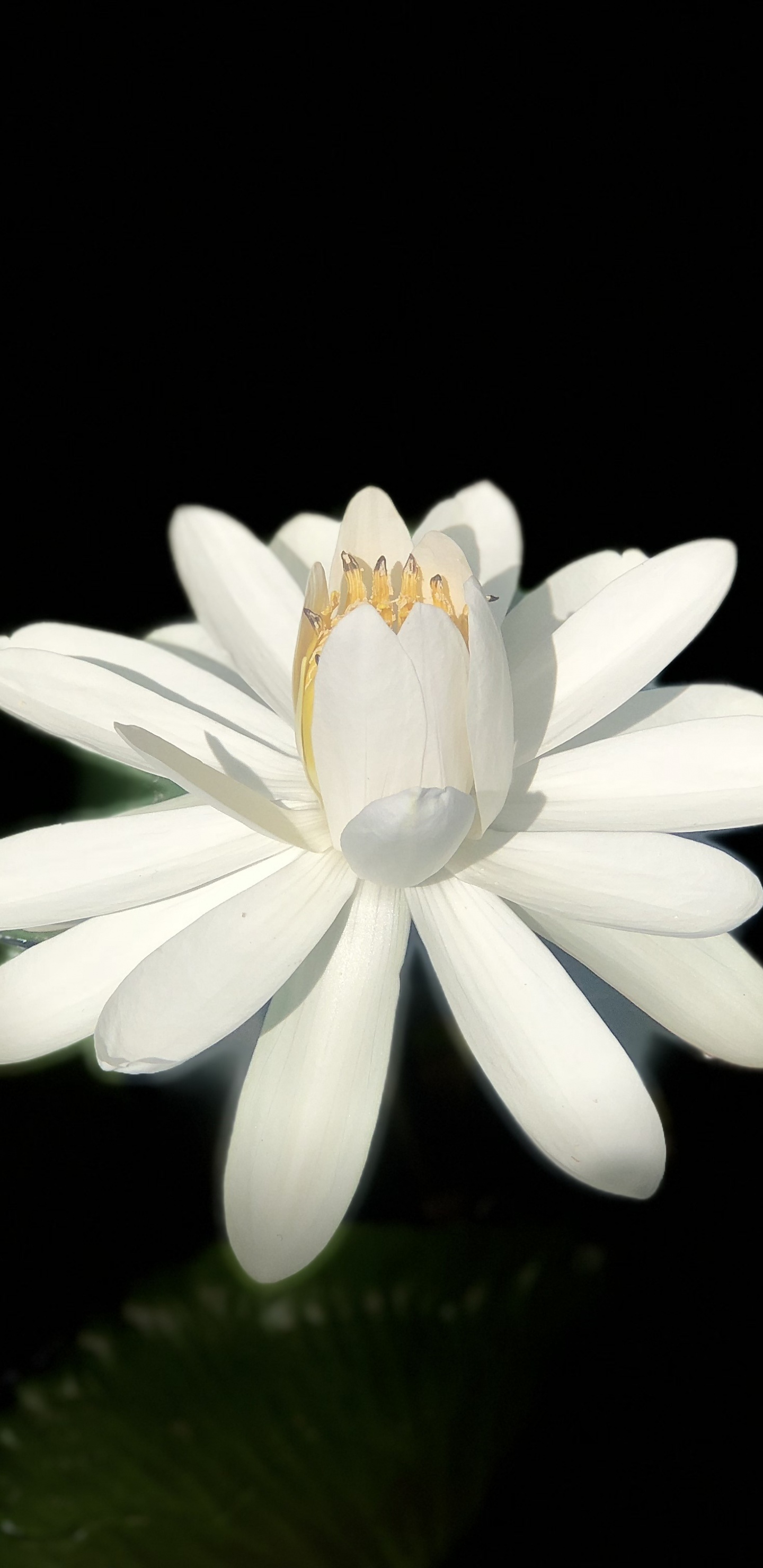 Weiße Blume Mit Schwarzem Hintergrund. Wallpaper in 1440x2960 Resolution